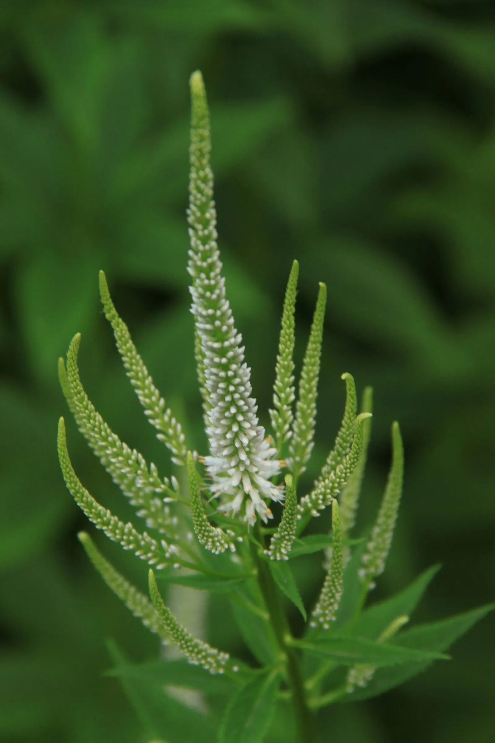 Culver's Root (Veronicastrum Virginicum) — with a spread ranging from 2 to 4 feet; ensuring it has around 2 to 3 feet of clearance to prevent crowding