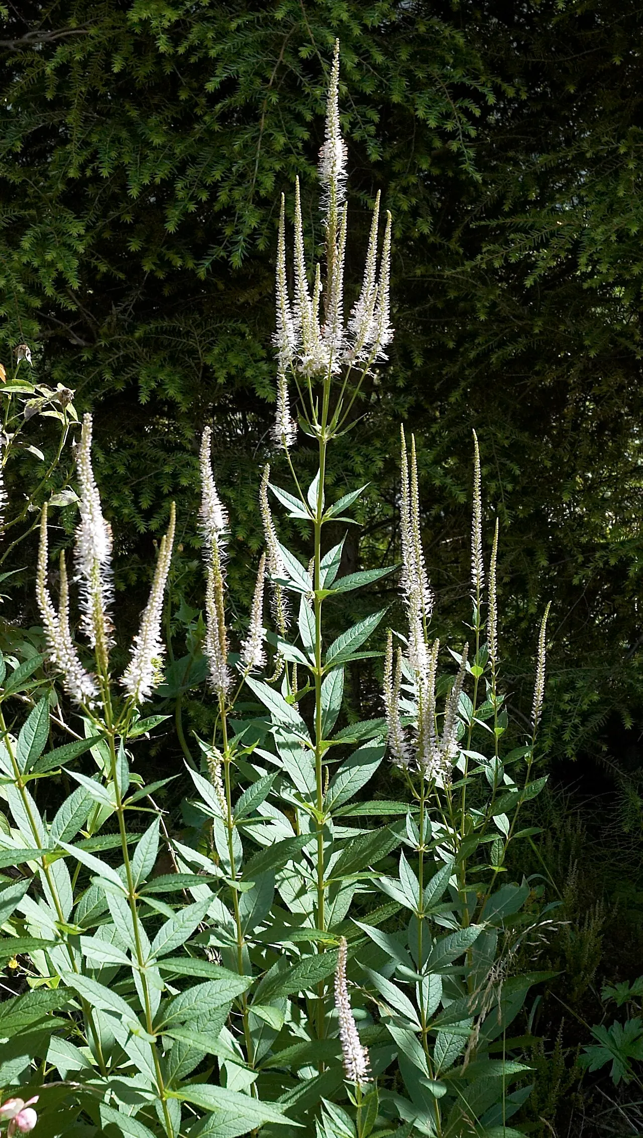 Culver's Root (Veronicastrum Virginicum) — Culver's Root adds a striking vertical element to the landscape; with a spread ranging from 2 to 4 feet