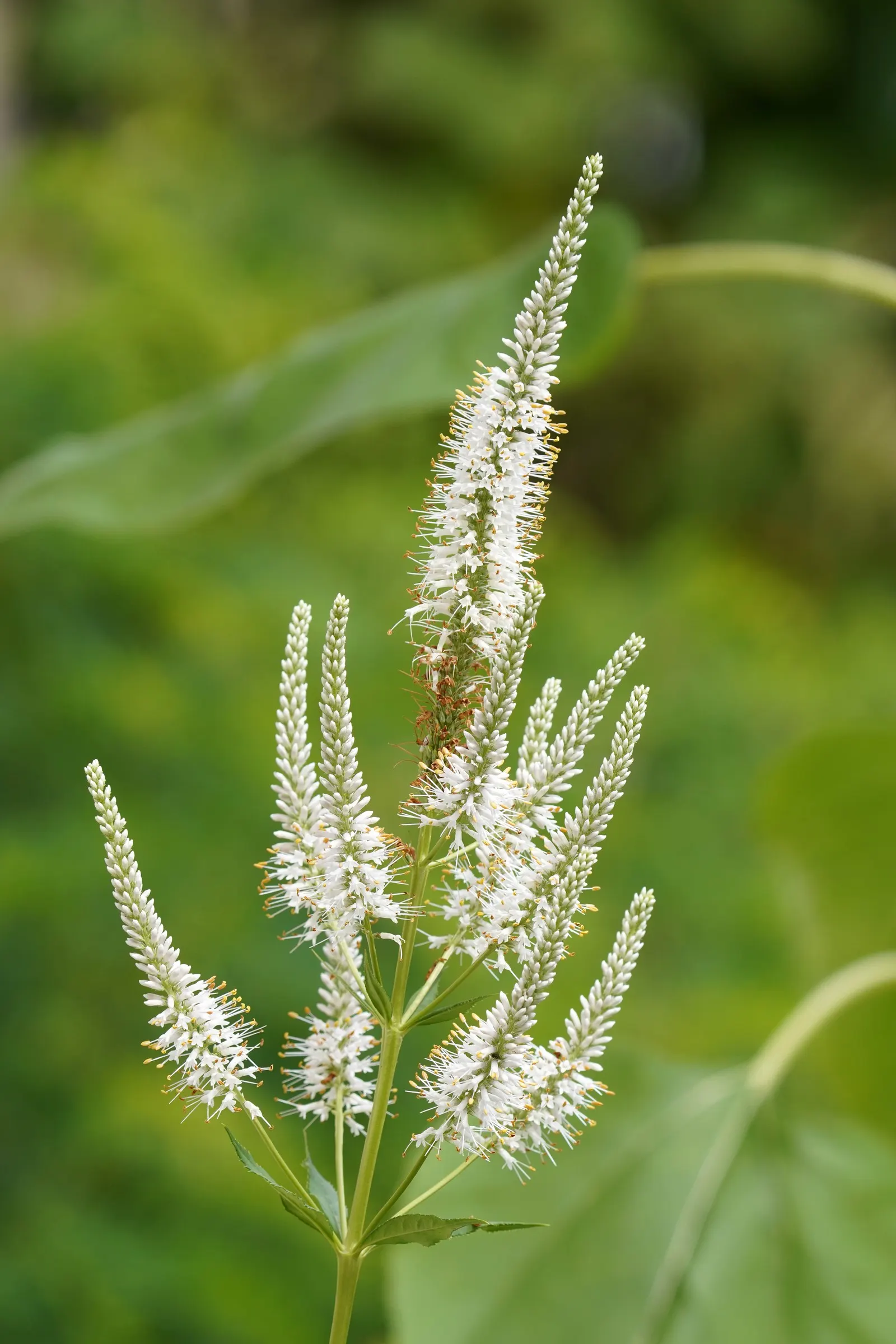 Culver's Root (Veronicastrum Virginicum) — making it an impressive backdrop for a garden border or a native plant garden
