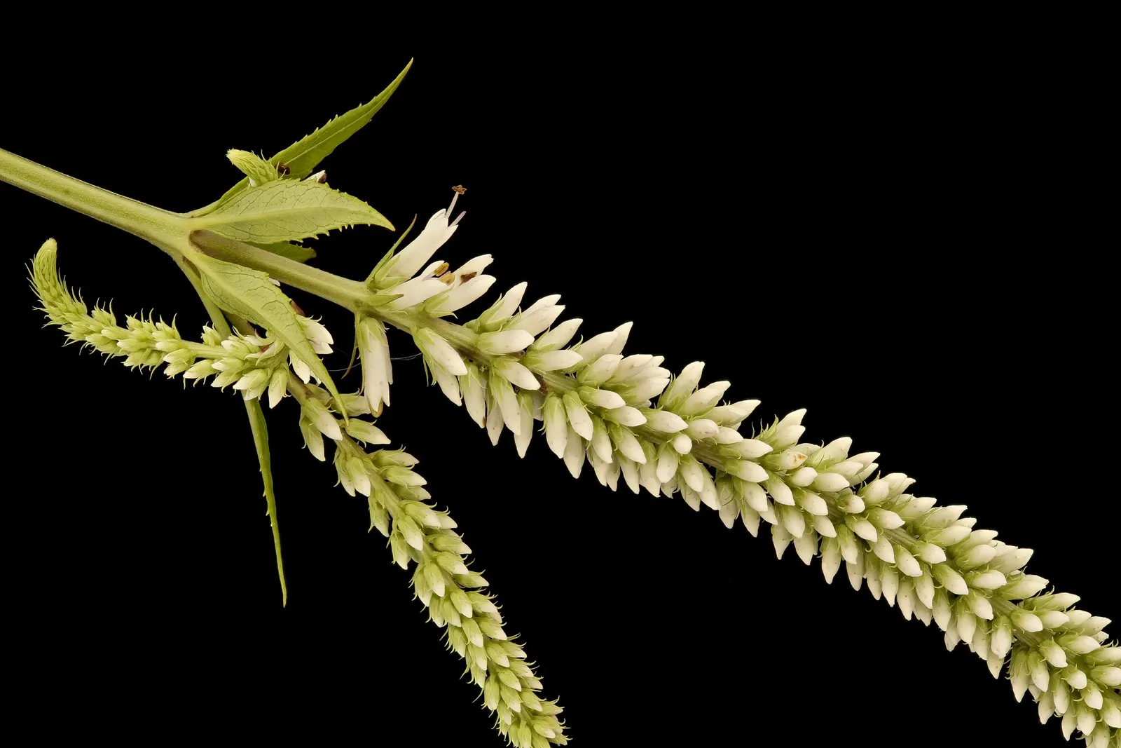 Culver's Root (Veronicastrum Virginicum) — Come midsummer to early fall; perfect for naturalistic or prairie-style gardens, image 68