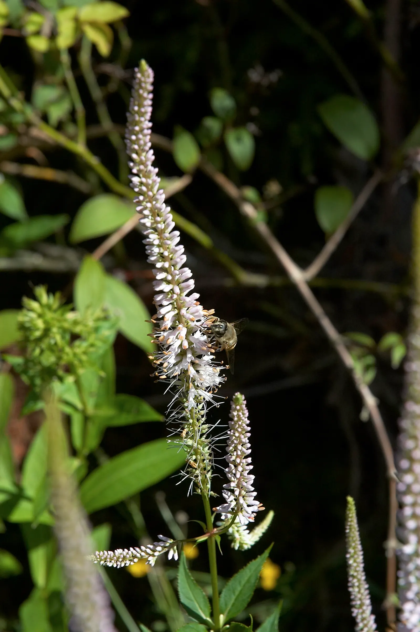 Culver's Root (Veronicastrum Virginicum) — perfect for naturalistic or prairie-style gardens