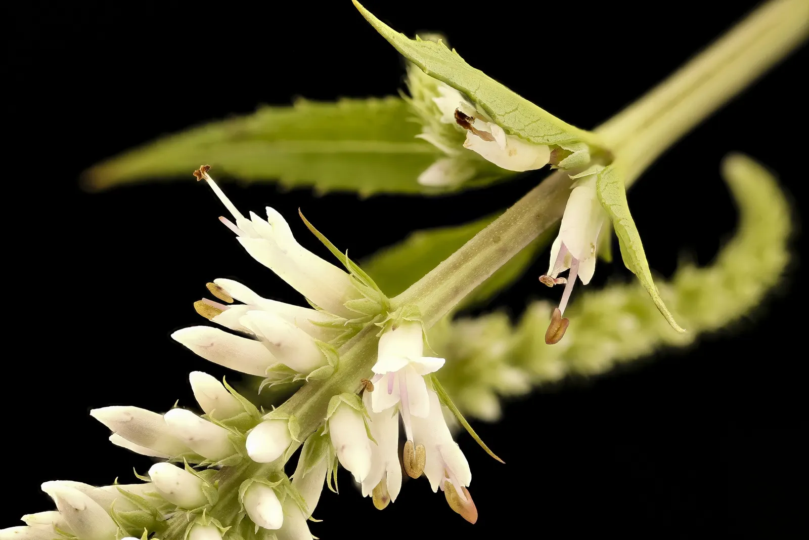 Culver's Root (Veronicastrum Virginicum) — is an upright perennial native to the eastern North America