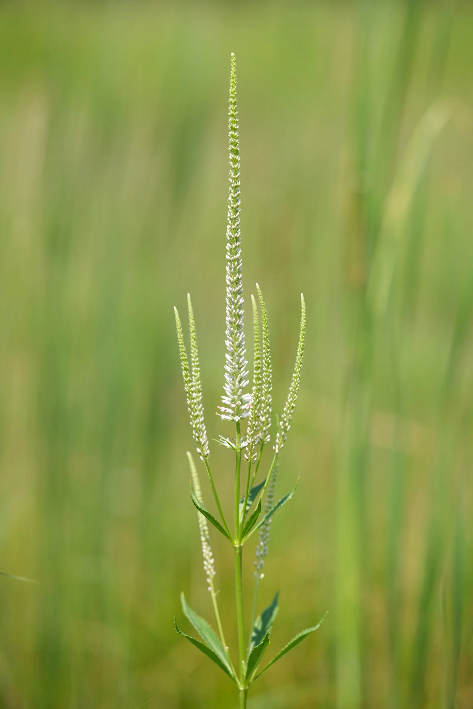 Culver's Root (Veronicastrum Virginicum) — which grow in whorls around the stem; hardy in zones 3-8, it thrives in full sun to part shade, requiring, image 64