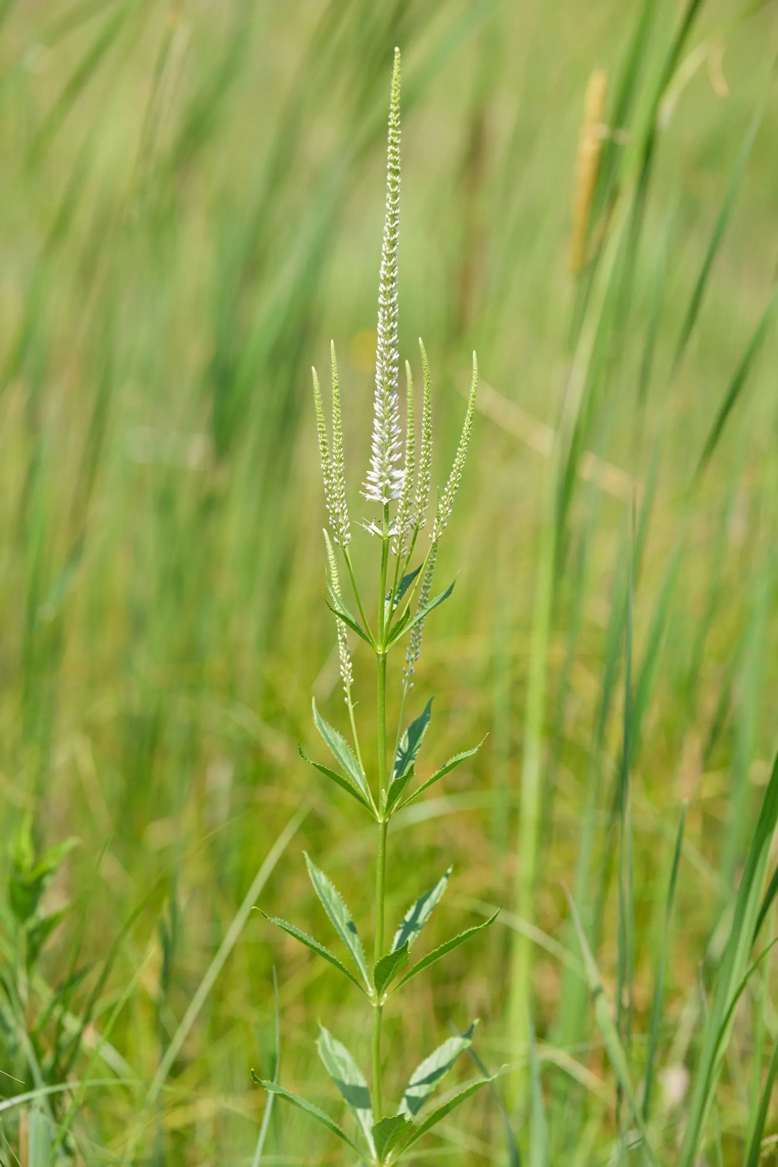 Culver's Root (Veronicastrum Virginicum) — with a spread ranging from 2 to 4 feet; ensuring it has around 2 to 3 feet of clearance to prevent, image 62