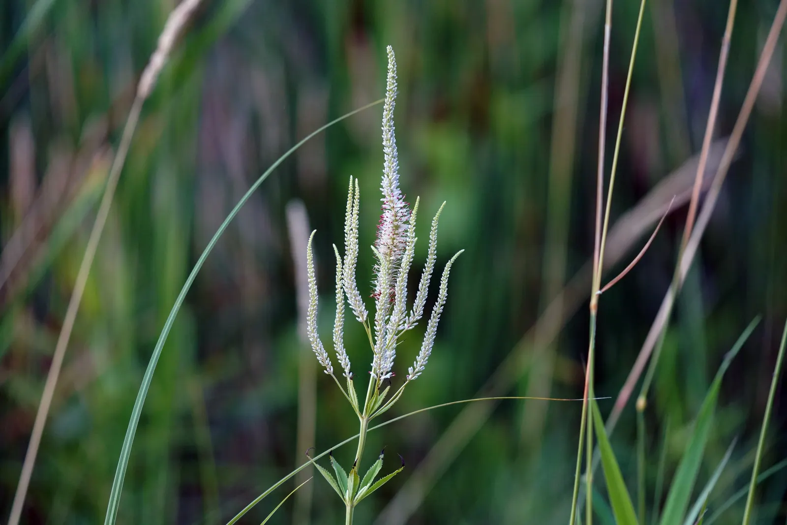 Culver's Root (Veronicastrum Virginicum) — where its ecological benefits and graceful charm will be most appreciated.<br><br>As with all plantings, image 73