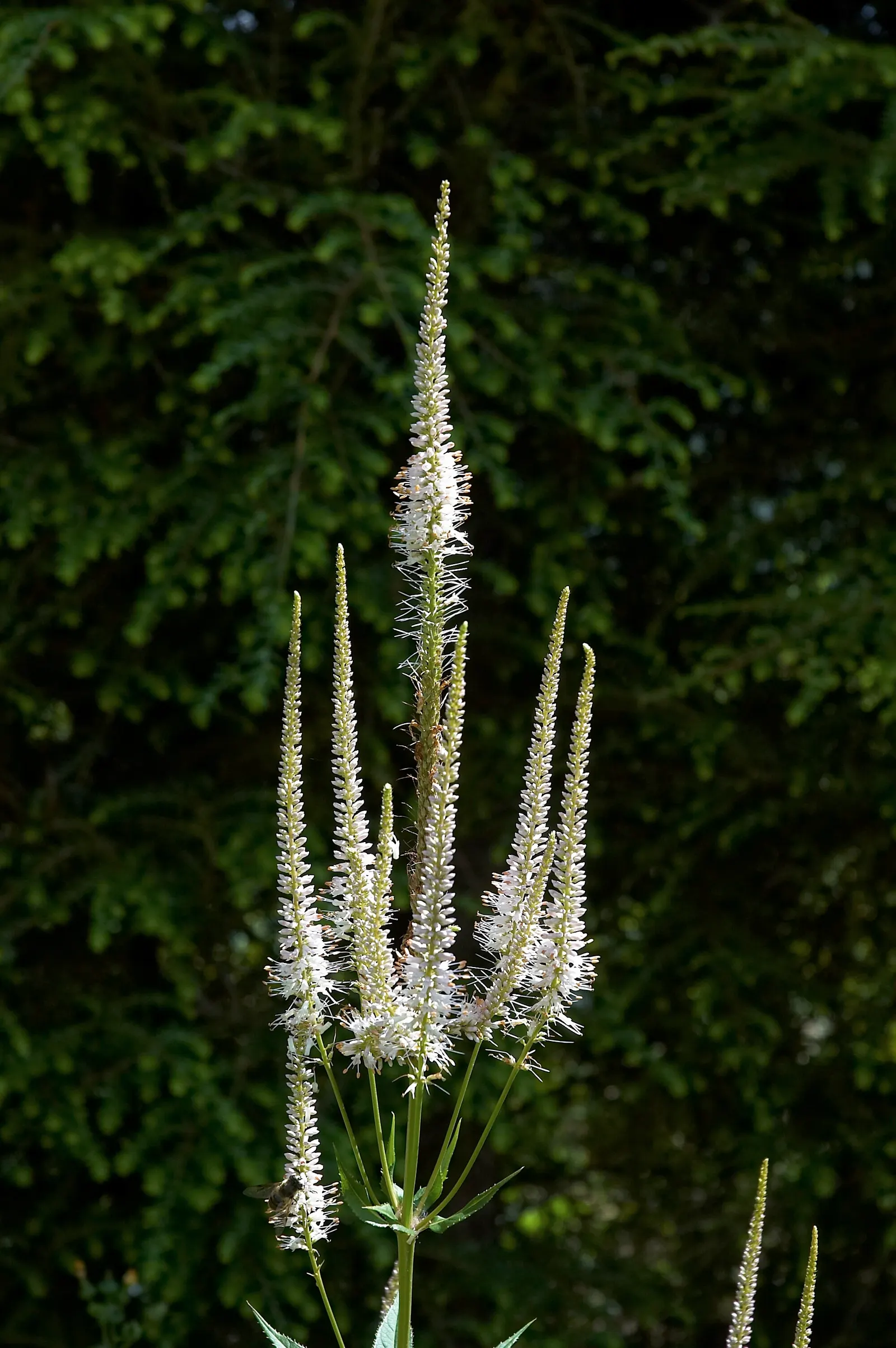 Culver's Root (Veronicastrum Virginicum) — Culver's Root (Veronicastrum virginicum) is a tall; this native provides vertical interest and attracts pollinators