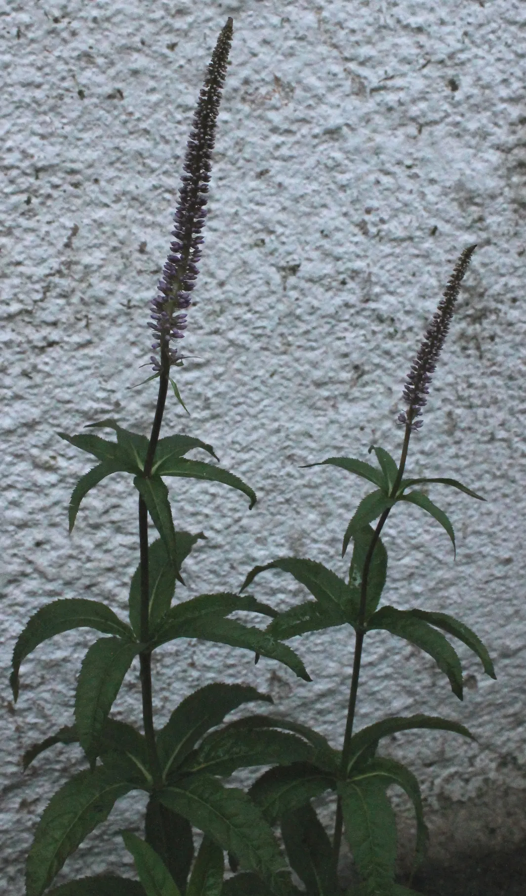 Culver's Root (Veronicastrum Virginicum) — ensuring it has around 2 to 3 feet of clearance to prevent crowding; white flowers in the garden