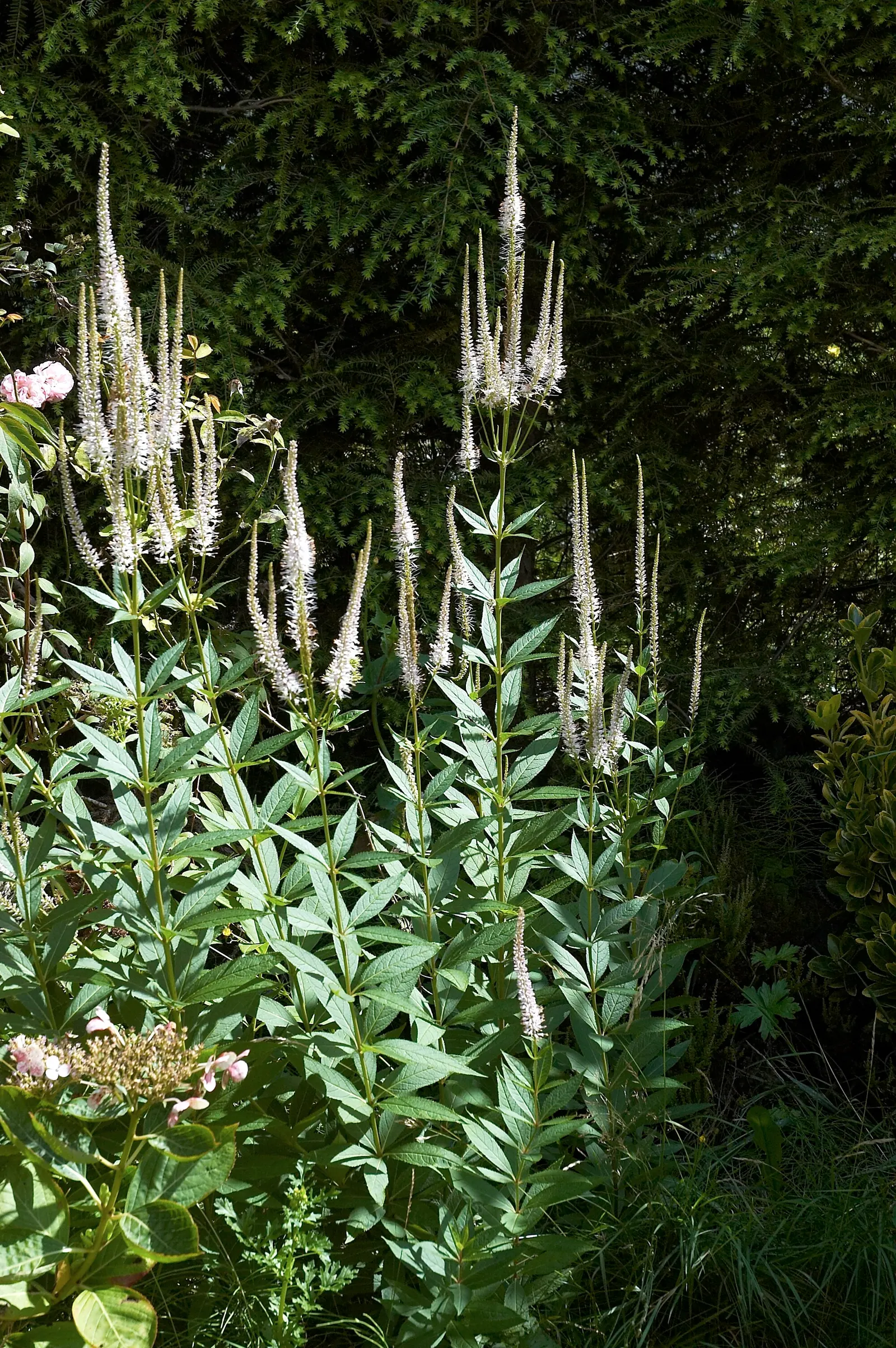 Culver's Root (Veronicastrum Virginicum) — This stately plant can soar to heights between 4 to 7 feet tall; is an upright perennial native to the eastern North
