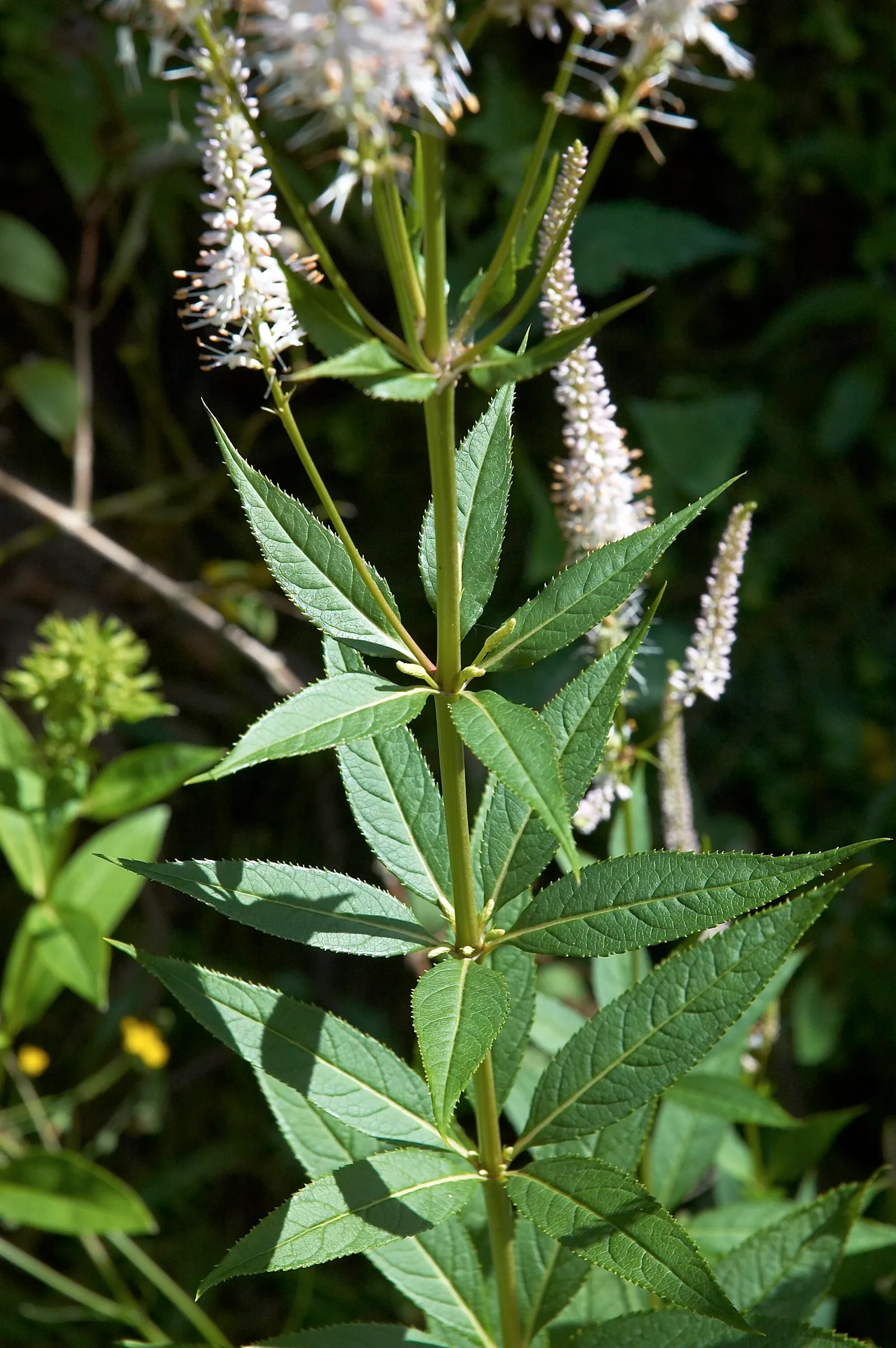 Culver's Root (Veronicastrum Virginicum) — white flowers in the garden