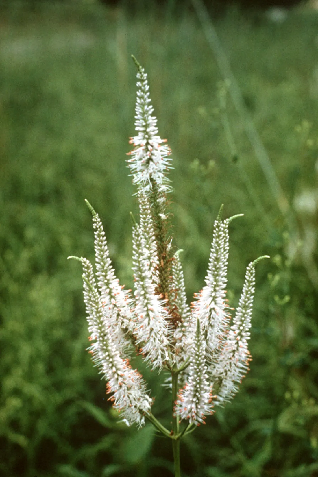 Culver's Root (Veronicastrum Virginicum) — Come midsummer to early fall