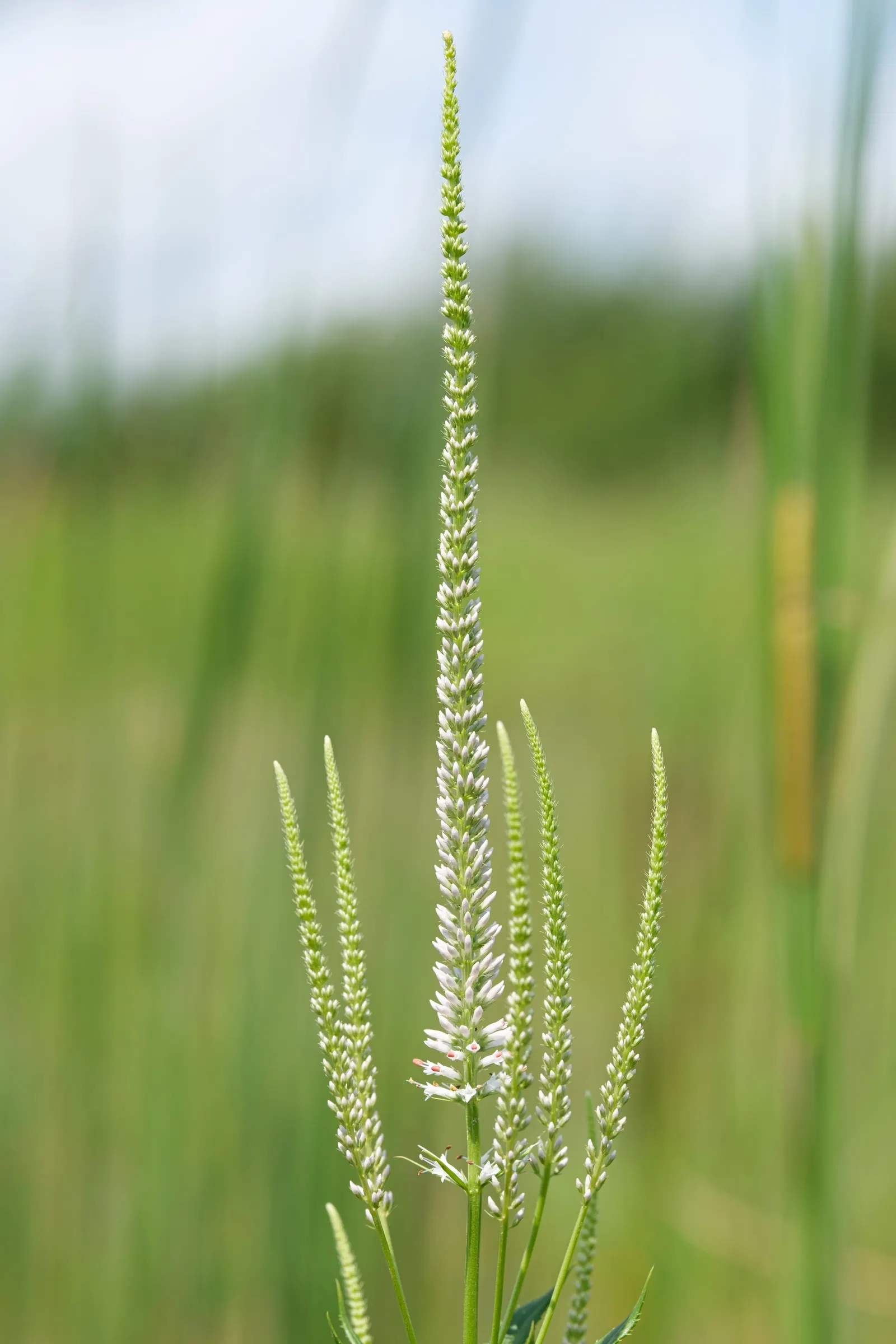 Culver's Root (Veronicastrum Virginicum) — perfect for naturalistic or prairie-style gardens; space plants 18-24 inches apart for a stunning display, image 57