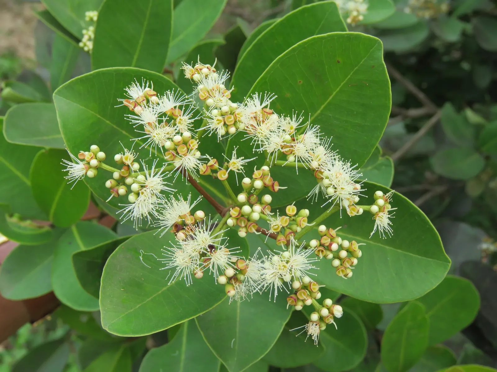 Indian Plum (Oemleria Cerasiformis) — is a deciduous shrub native to the Pacific Northwest; both sexes must be present in the landscape.<br><br>The, image 81