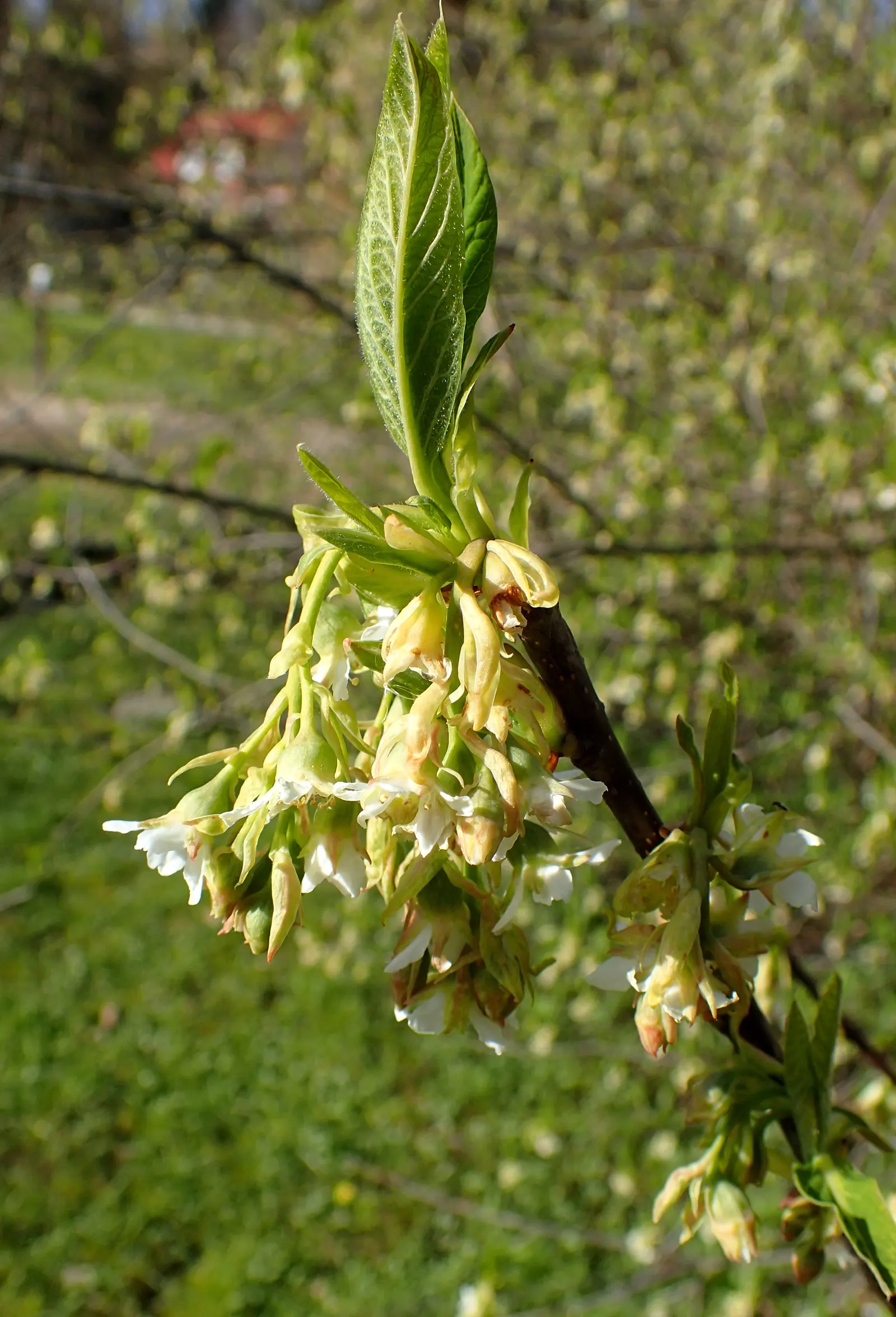 Indian Plum (Oemleria Cerasiformis) — This early-blooming plant features clusters of small white flowers and yields small, plum-like fruits, image 78