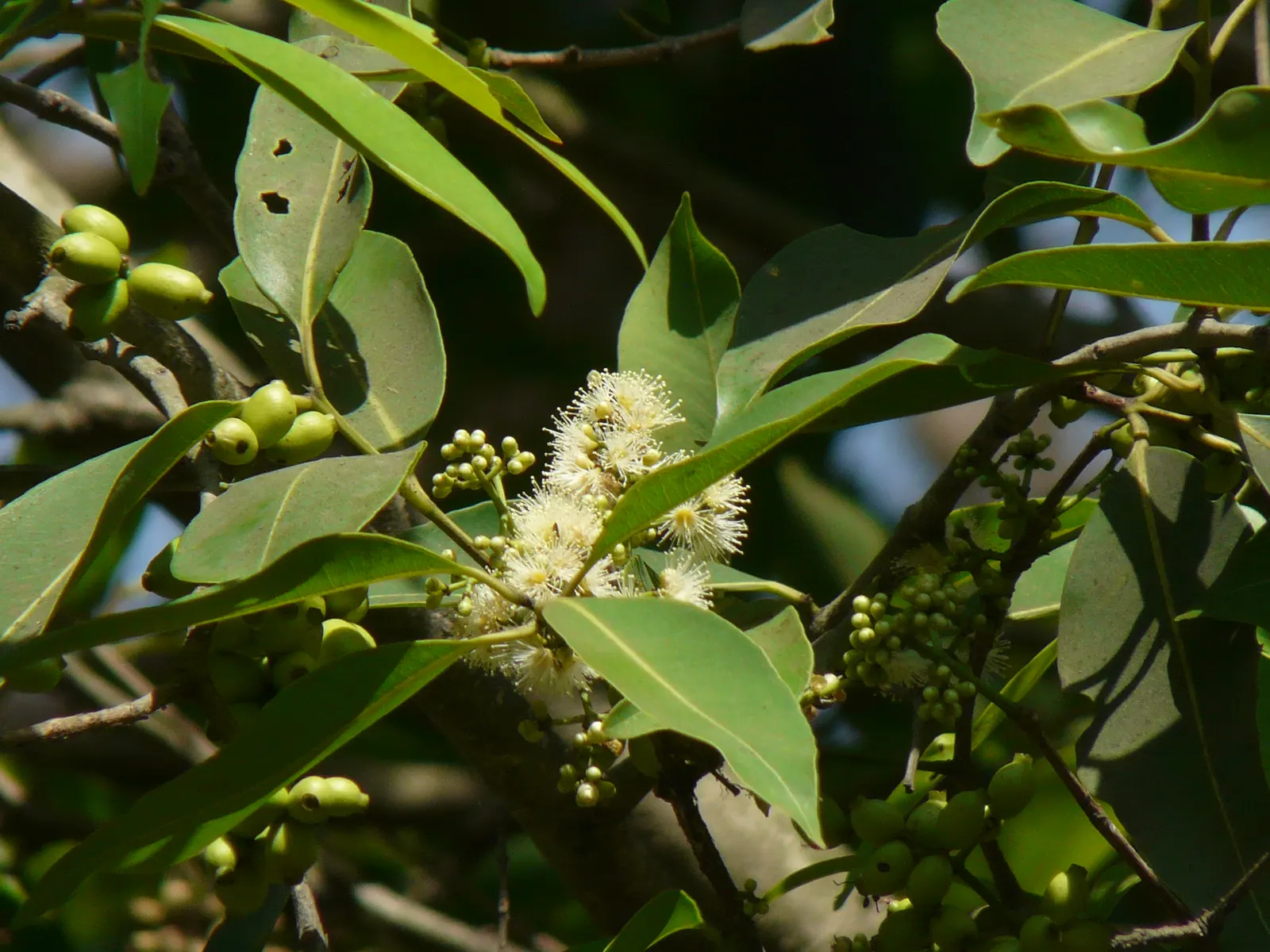 Indian Plum (Oemleria Cerasiformis) — Autumn brings a subtle display of yellow foliage; pendant clusters of flowers grace the bare branches by as, image 66