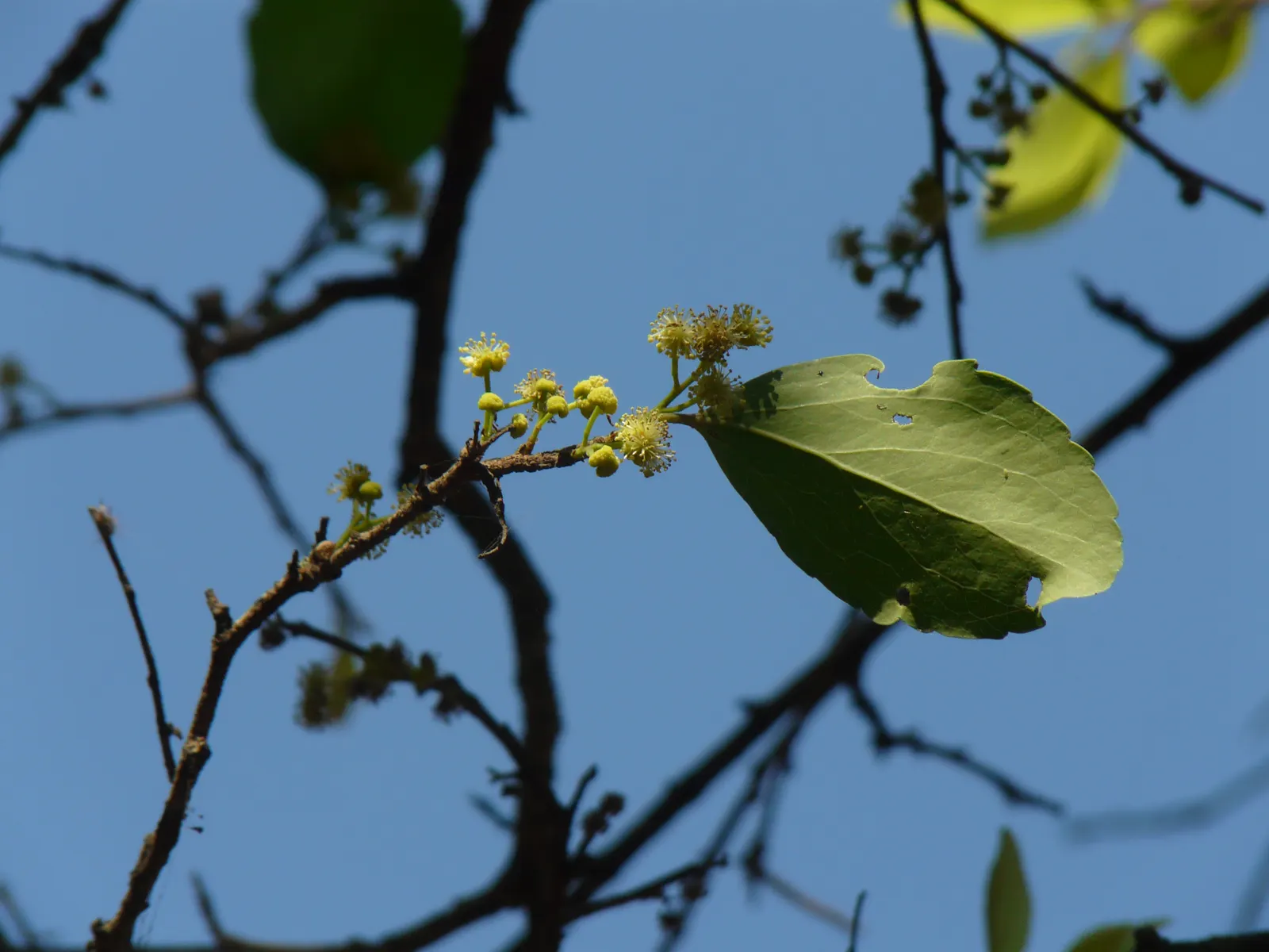 Indian Plum (Oemleria Cerasiformis) — they are favored by birds and small mammals; meaning that male and female flowers are borne on separate plants; thus