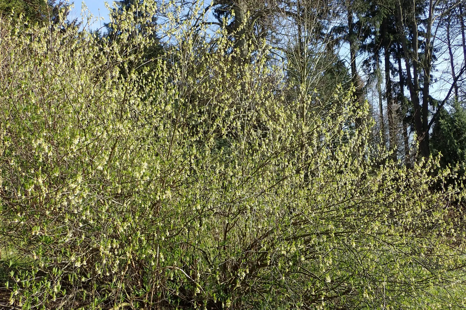 Indian Plum (Oemleria Cerasiformis) — Indian Plum provides excellent wildlife habitat and is ideal for naturalistic landscapes; celebrated for its, image 80