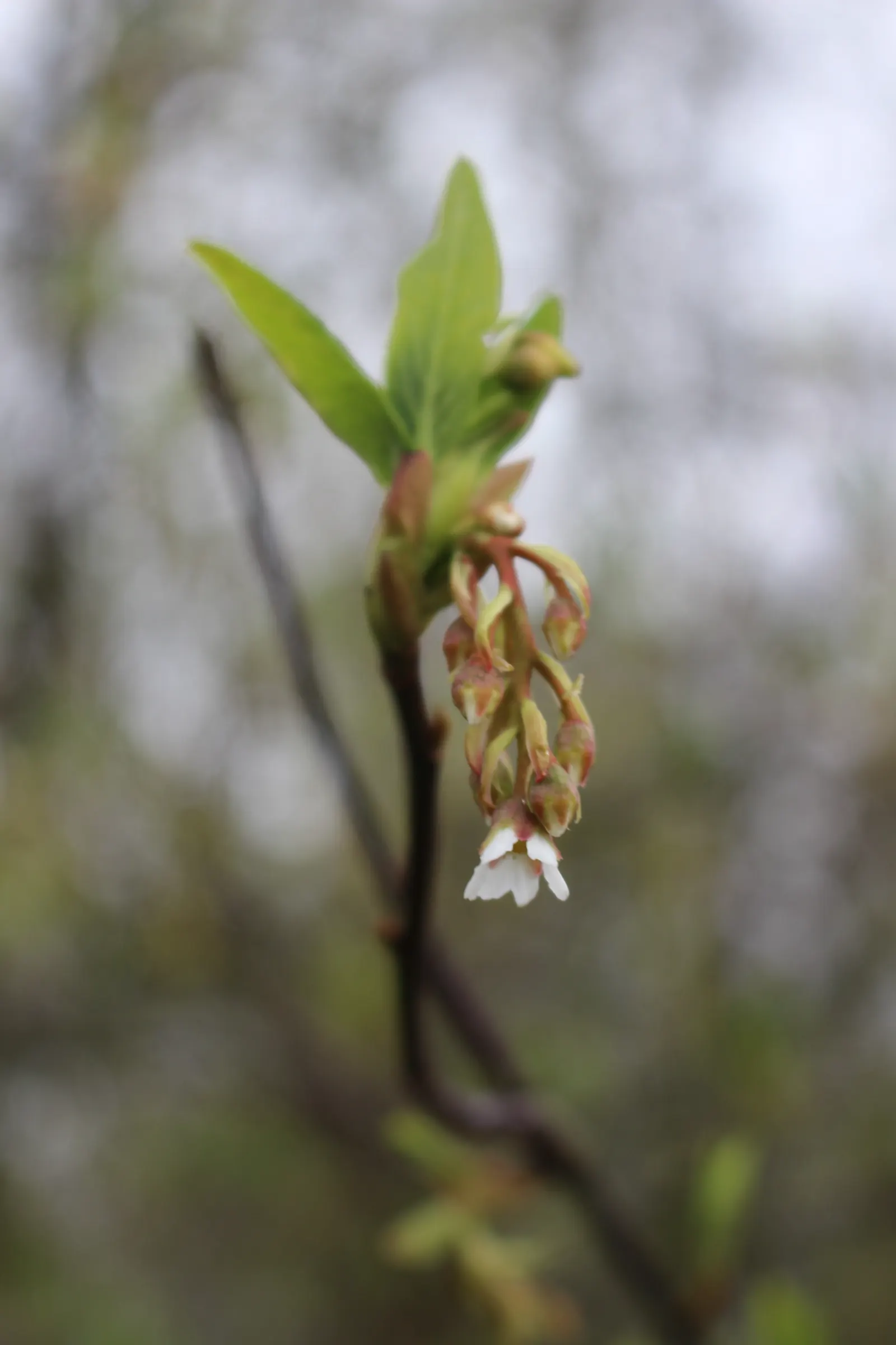 Indian Plum (Oemleria Cerasiformis) — Autumn brings a subtle display of yellow foliage; pendant clusters of flowers grace the bare branches by as early as