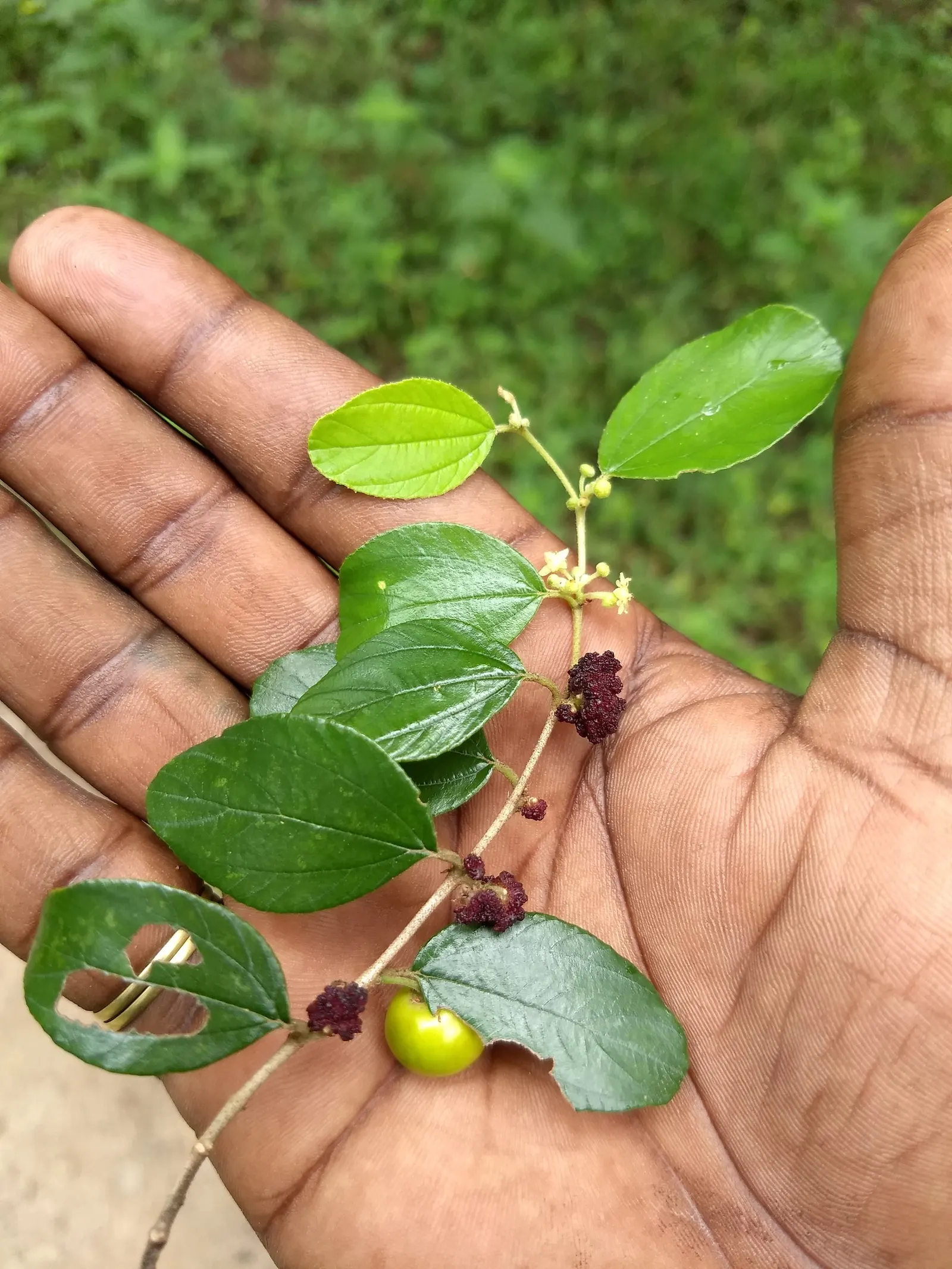 Indian Plum (Oemleria Cerasiformis) — if fruit production is desired, image 38