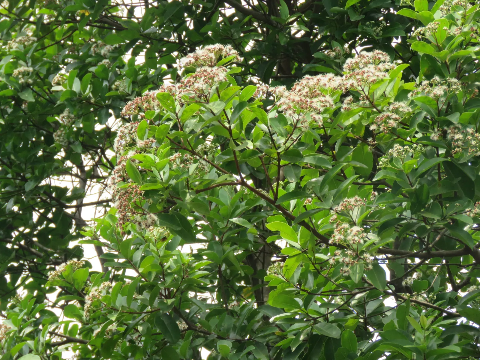 Indian Plum (Oemleria Cerasiformis) — Autumn brings a subtle display of yellow foliage