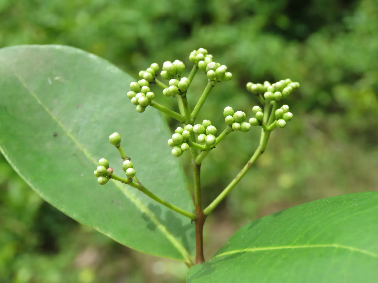 Indian Plum (Oemleria Cerasiformis) — contributing additional seasonal interest.<br><br>Upon pollination; autumn brings a subtle display of yellow, image 92