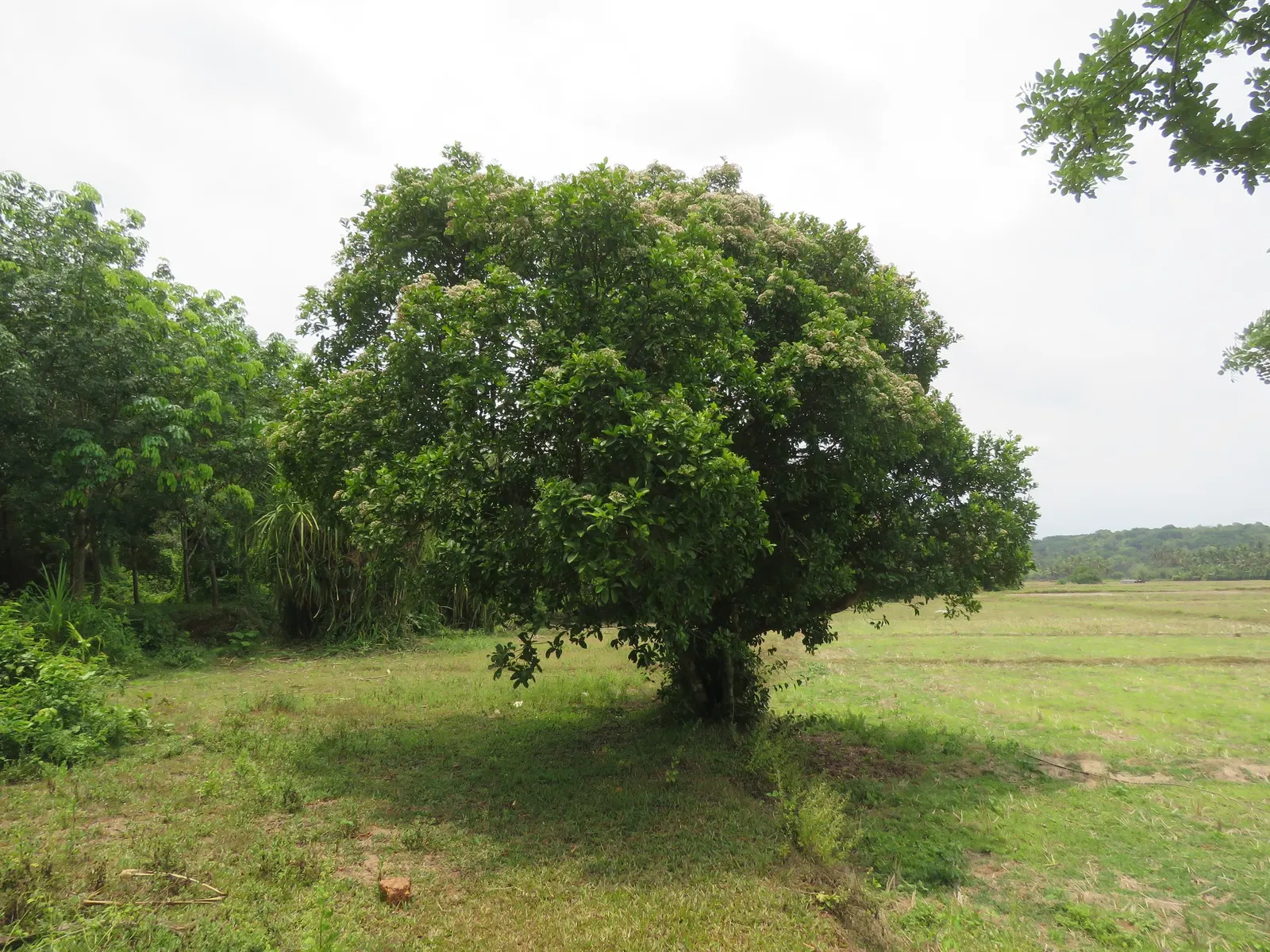 Indian Plum (Oemleria Cerasiformis) — Its preference for USDA hardiness zones 5 to 9 makes it a hardy addition to many landscapes; ripening to a, image 96