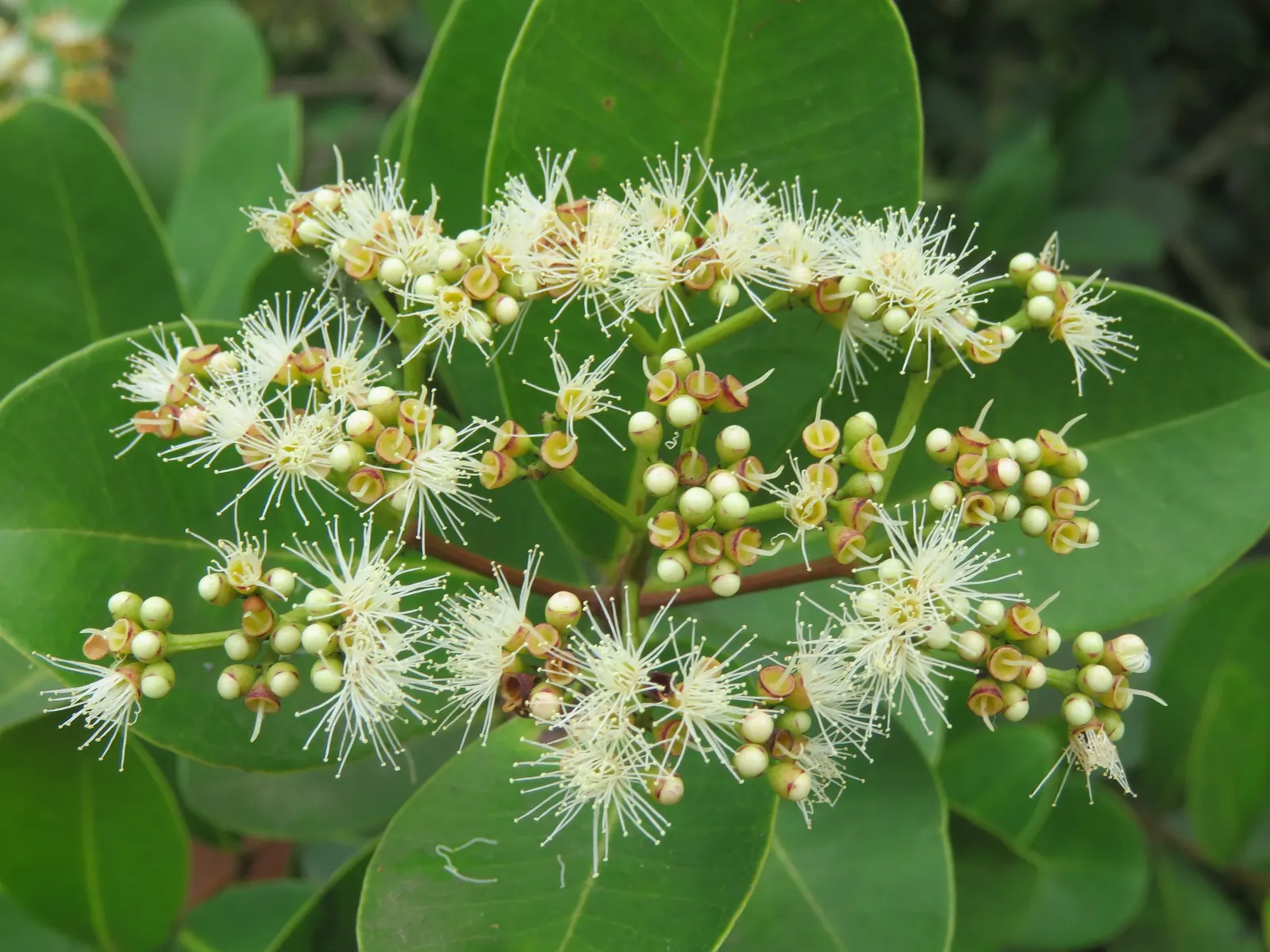 Indian Plum (Oemleria Cerasiformis) — meaning that male and female flowers are borne on separate plants; thus; is a deciduous shrub native to the, image 62