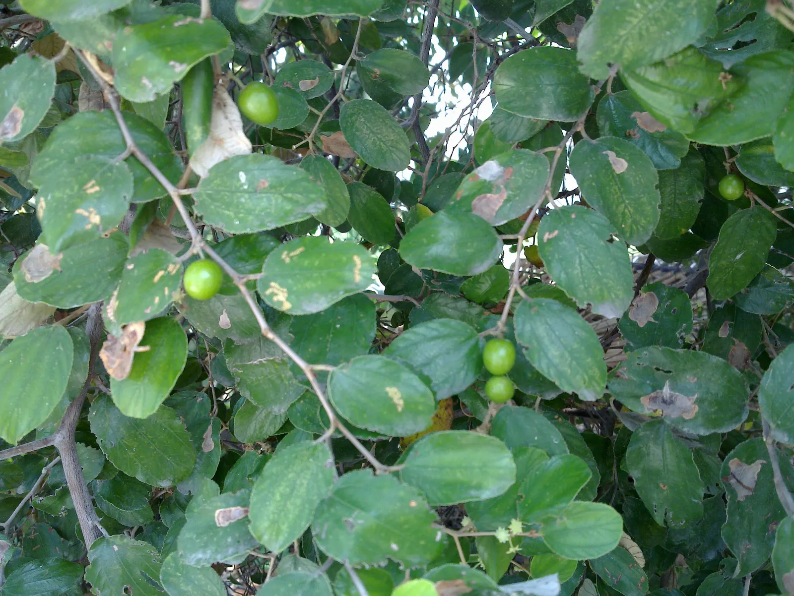 Indian Plum (Oemleria Cerasiformis) — Indian Plum provides excellent wildlife habitat and is ideal for naturalistic landscapes