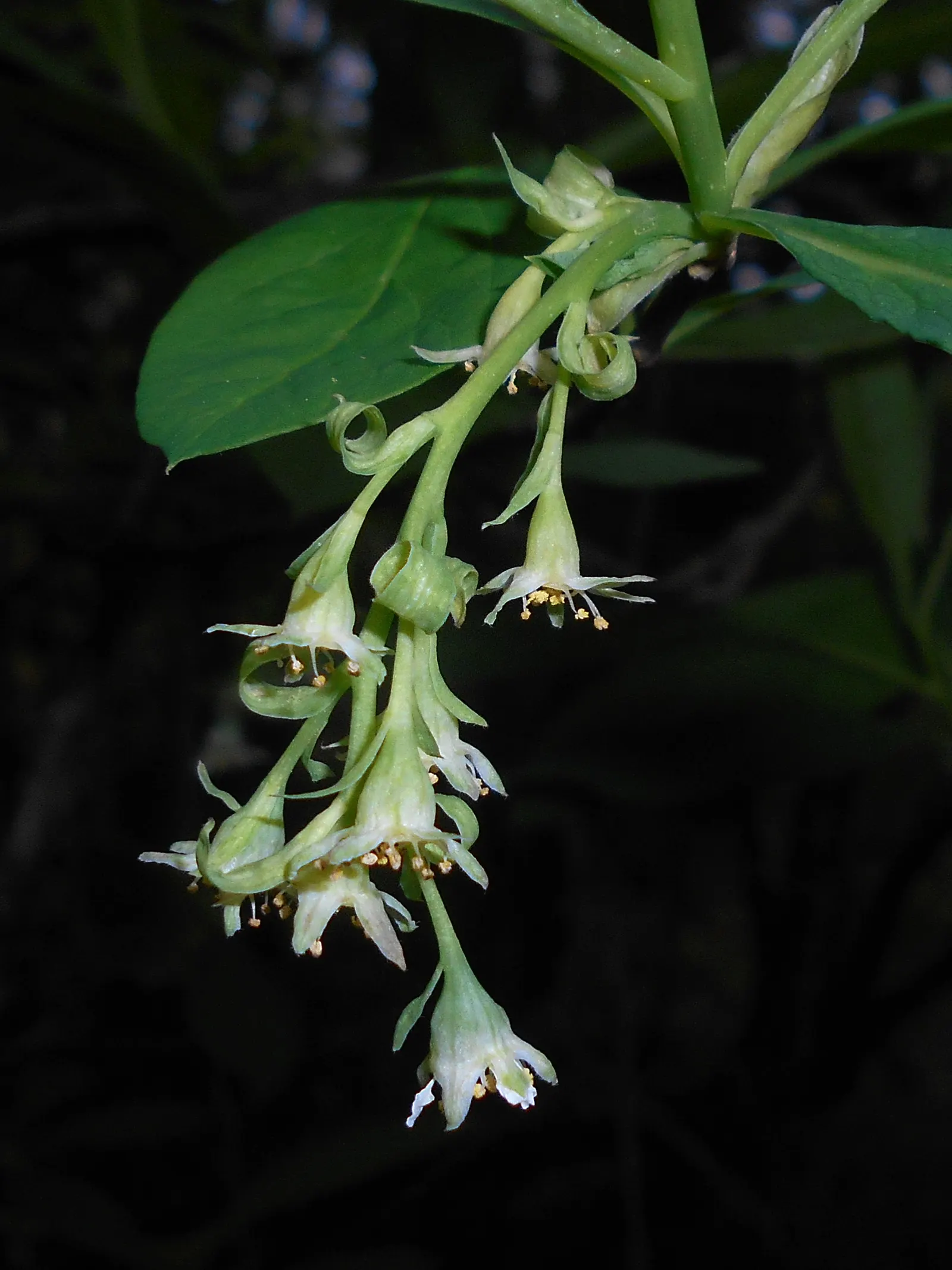 Indian Plum (Oemleria Cerasiformis) — This early-blooming plant features clusters of small white flowers and yields small, plum-like fruits; reaching about 1