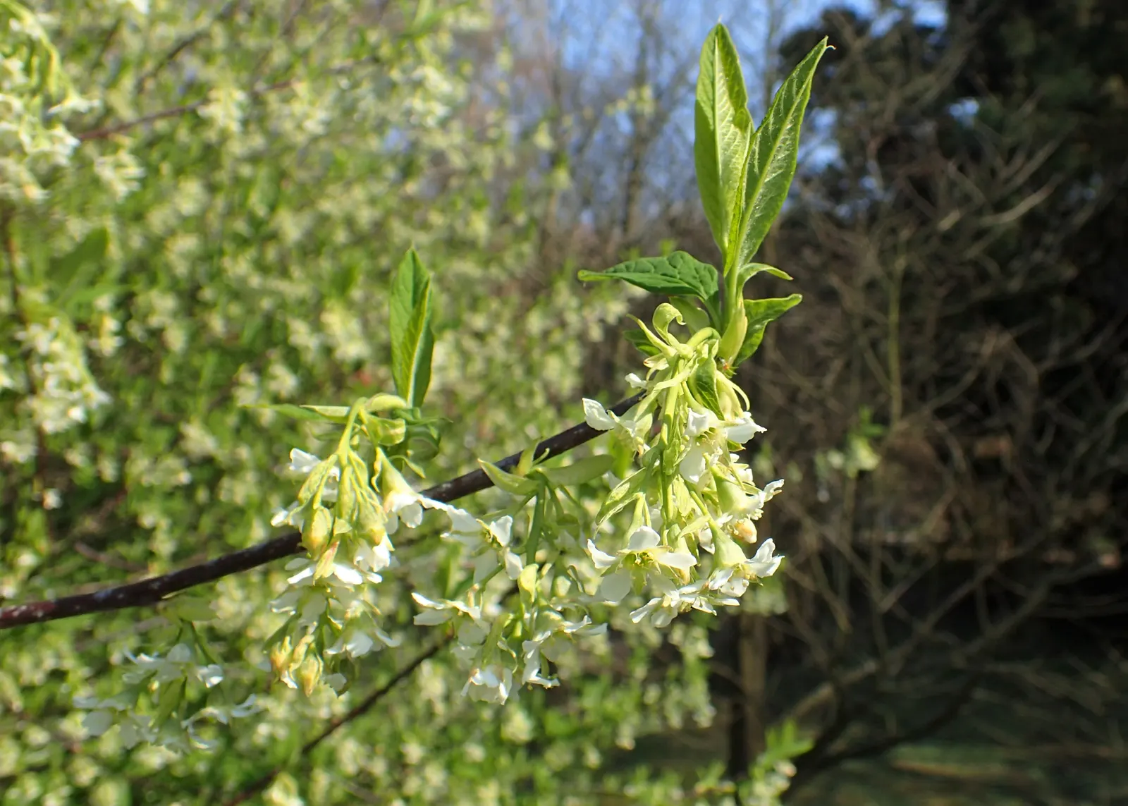 Indian Plum (Oemleria Cerasiformis) — Ripening to a dark purple in late summer
