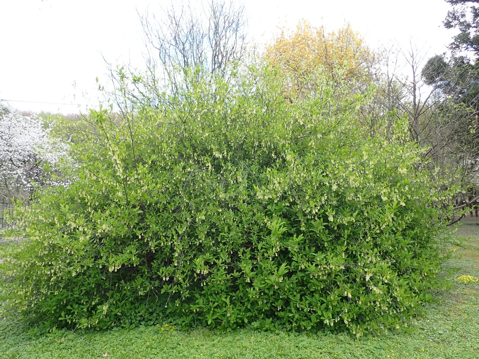 Indian Plum (Oemleria Cerasiformis) — reaching up to 5 inches long; it typically grows 5-20 feet tall and spreads 4-12 feet wide