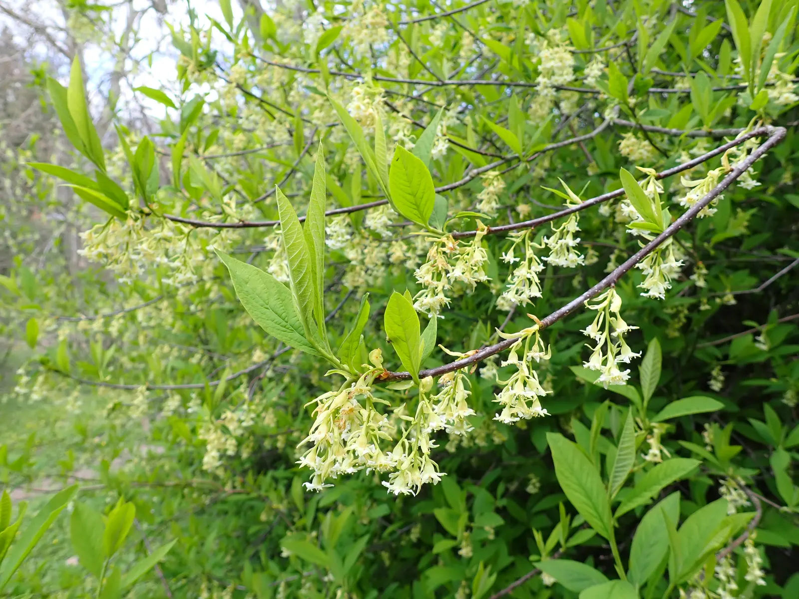 Indian Plum (Oemleria Cerasiformis) — It typically grows 5-20 feet tall and spreads 4-12 feet wide