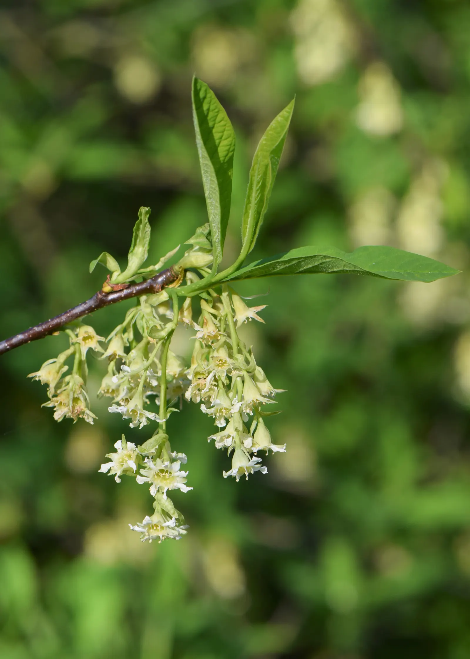 Indian Plum (Oemleria Cerasiformis) — shrub / tree for full or half