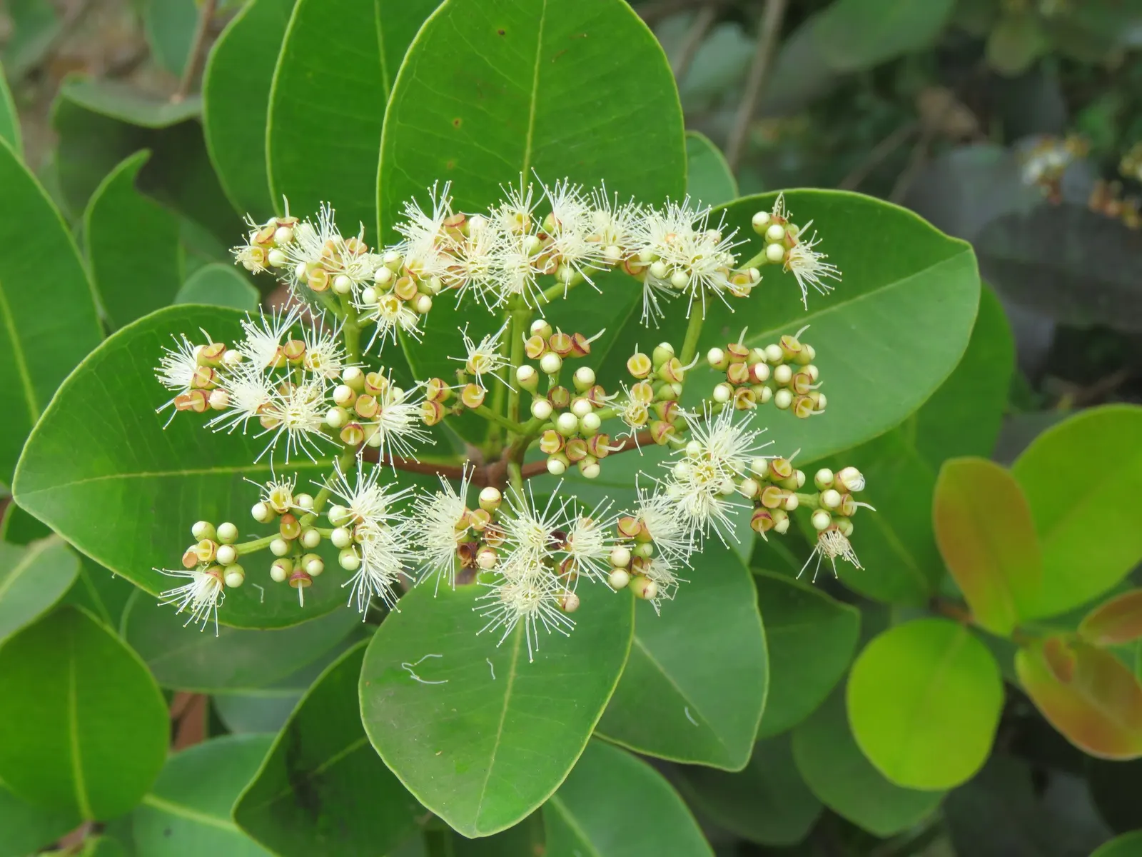 Indian Plum (Oemleria Cerasiformis) — This shrub typically grows to a height of 5 to 15 feet; this early-blooming plant features clusters of small white