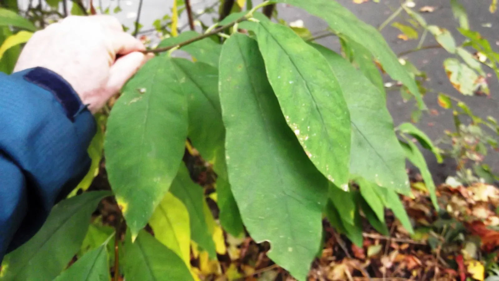 Indian Plum (Oemleria Cerasiformis) — Its preference for USDA hardiness zones 5 to 9 makes it a hardy addition to many landscapes; ripening to a dark purple in
