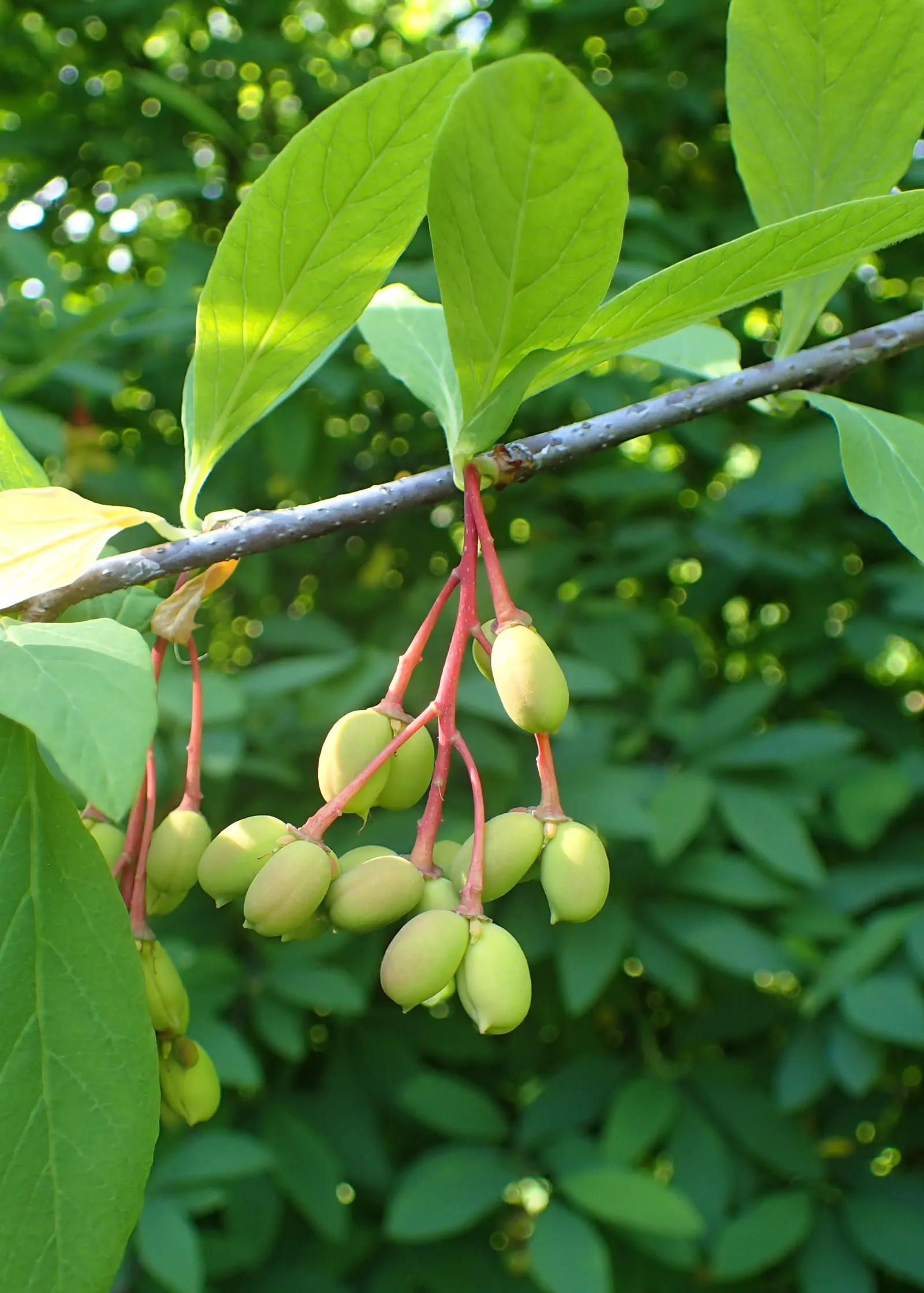 Indian Plum (Oemleria Cerasiformis) — reaching about 1 inch in length; white flowers in the garden, image 93
