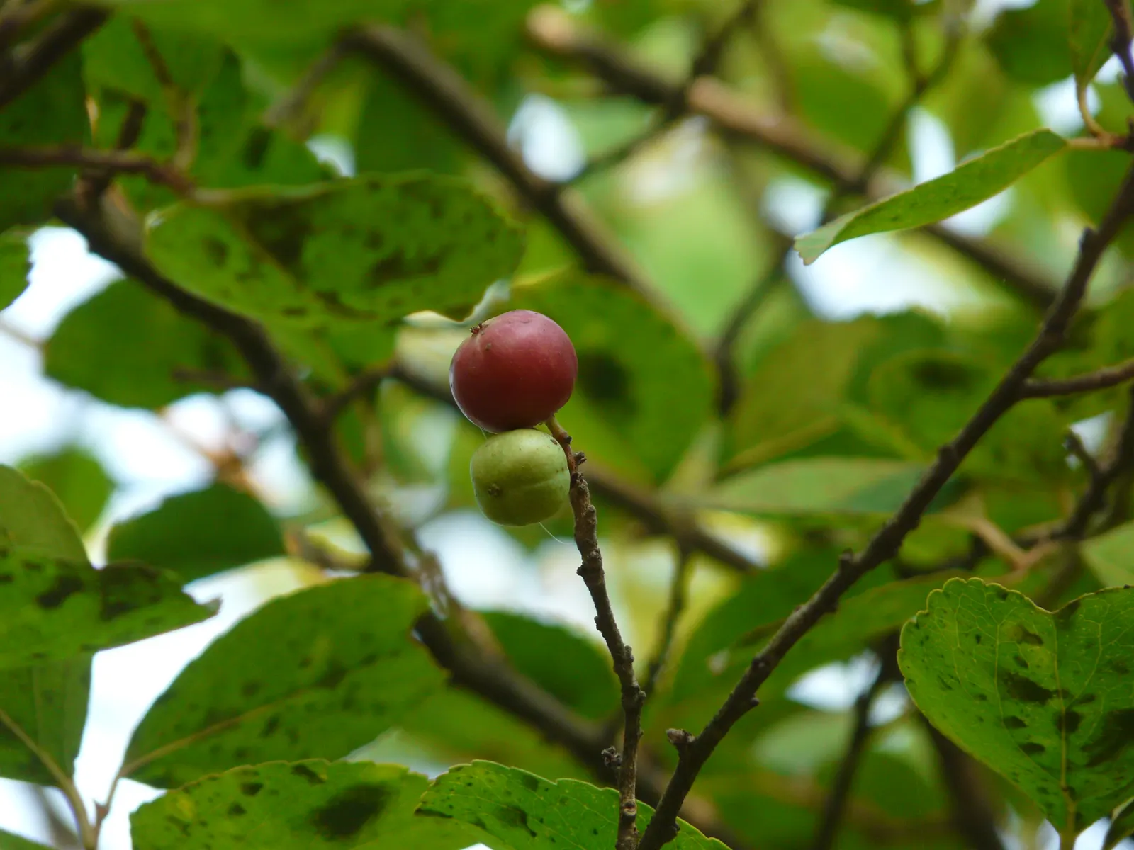 Indian Plum (Oemleria Cerasiformis) — Each flower measures about 0.5 inches across; contributing additional seasonal interest.<br><br>Upon, image 60