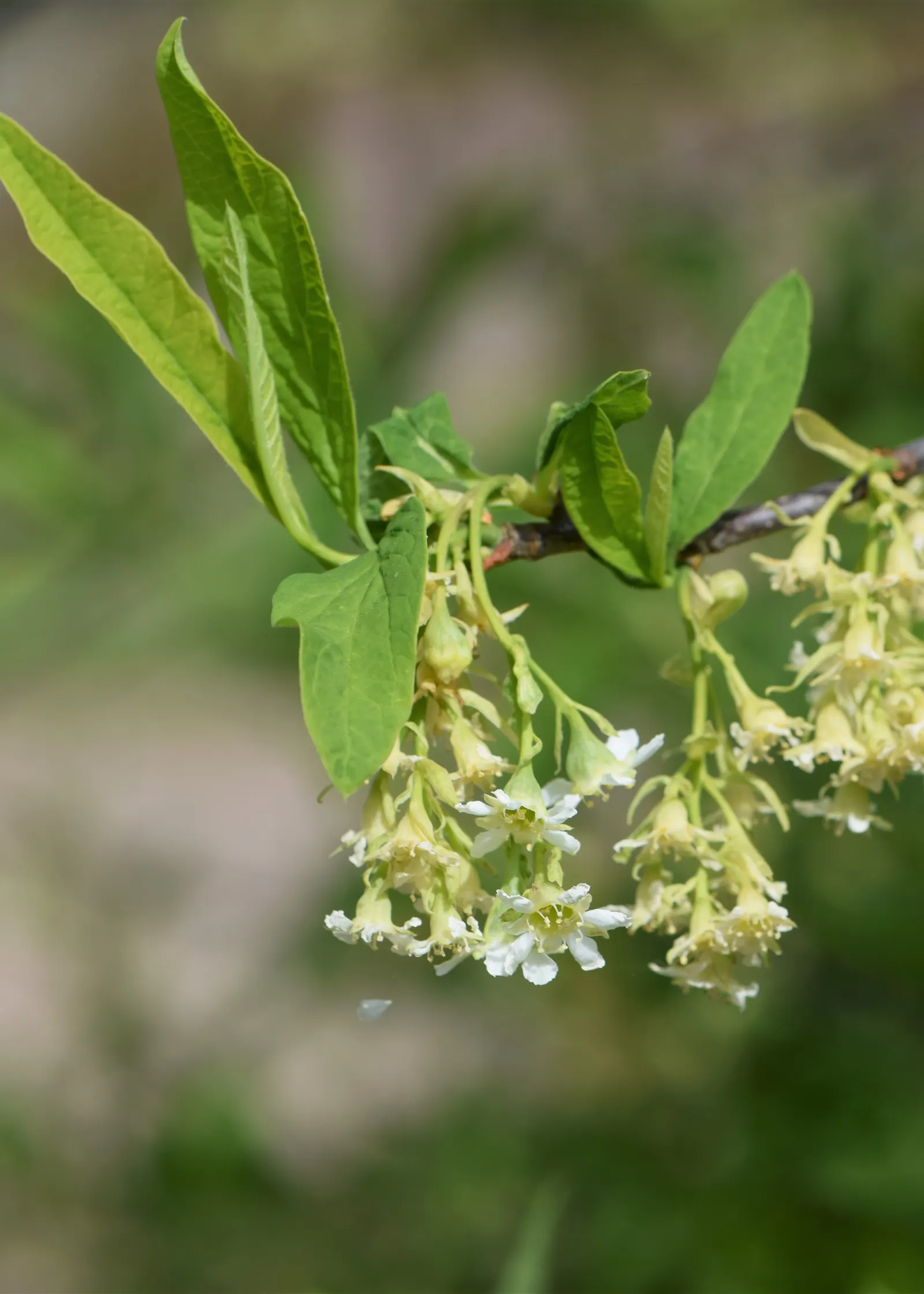 Indian Plum (Oemleria Cerasiformis) — celebrated for its early spring blossoms and wildlife-friendly characteristics; its preference for USDA hardiness zones 5