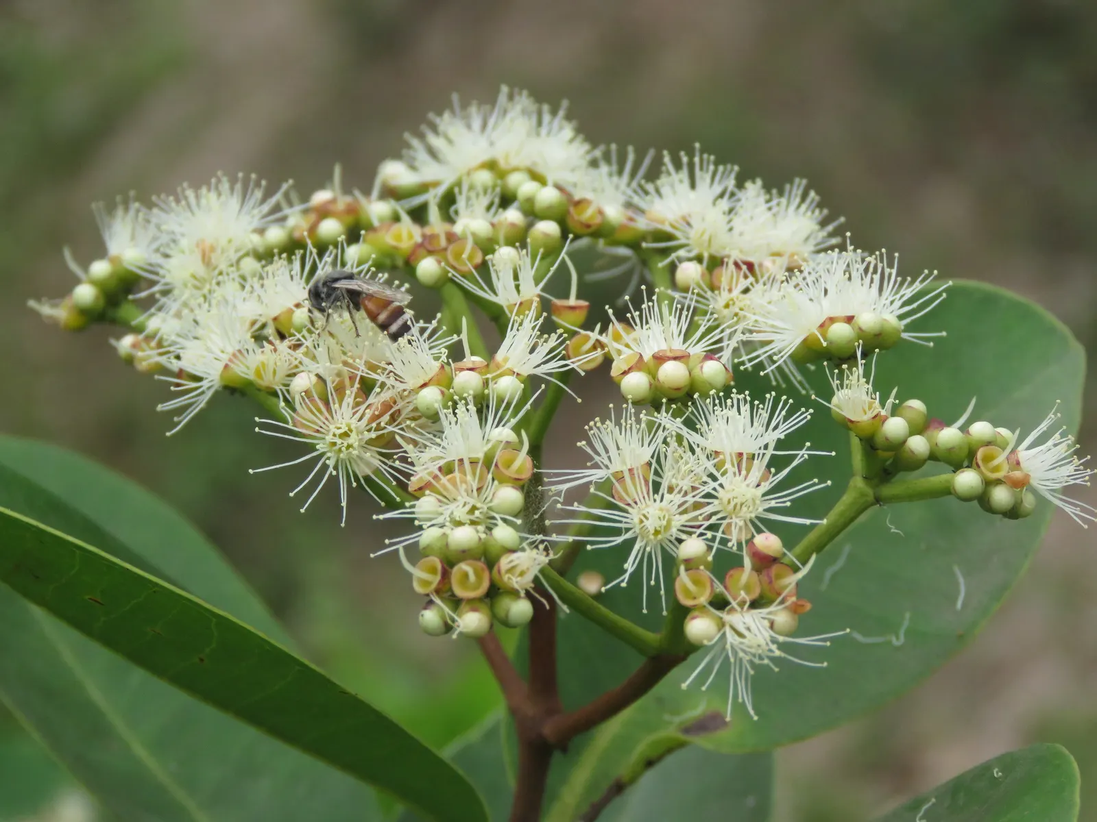 Indian Plum (Oemleria Cerasiformis) — reaching up to 5 inches long