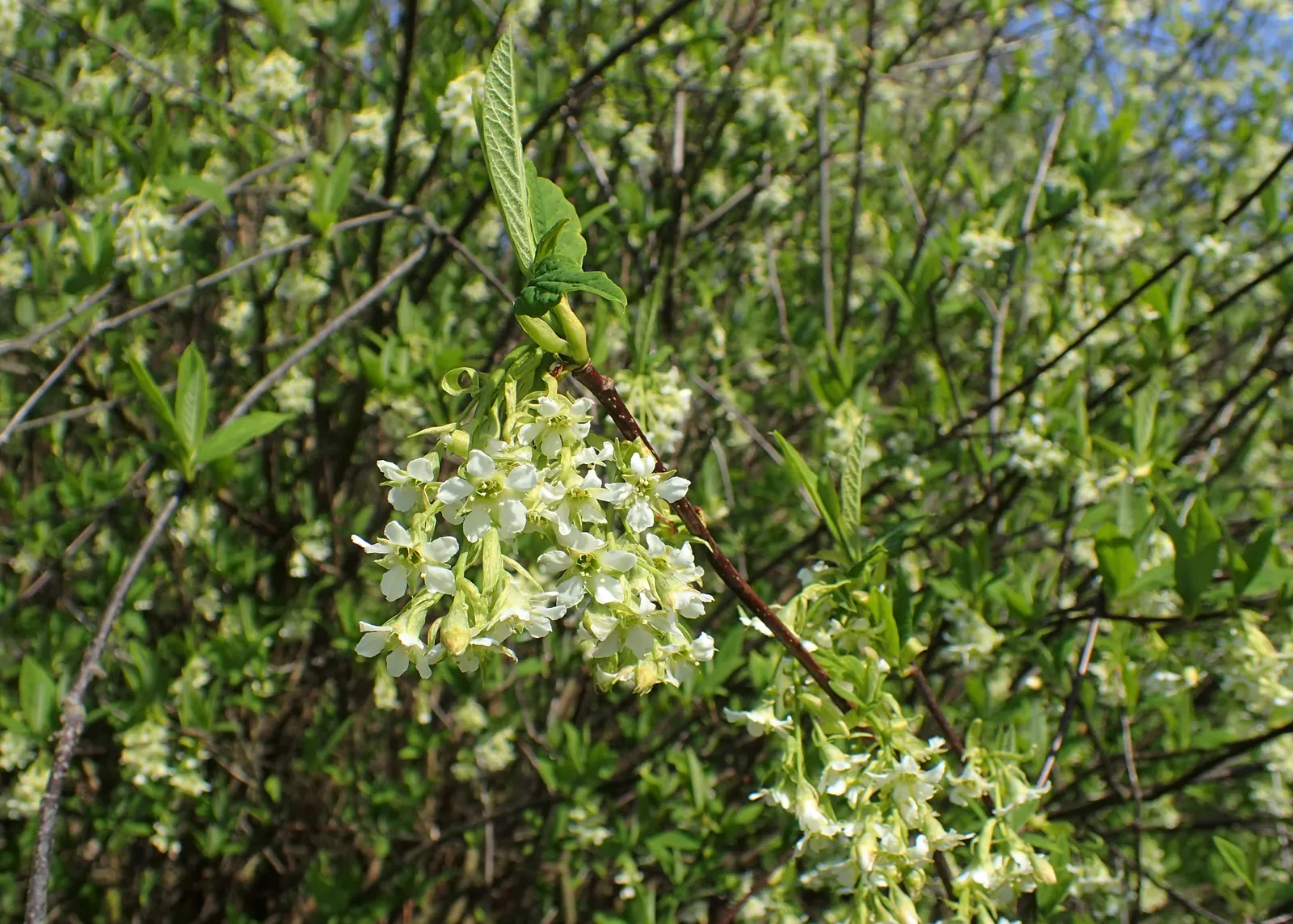 Indian Plum (Oemleria Cerasiformis) — reaching up to 5 inches long; it typically grows 5-20 feet tall and spreads 4-12 feet wide, image 65