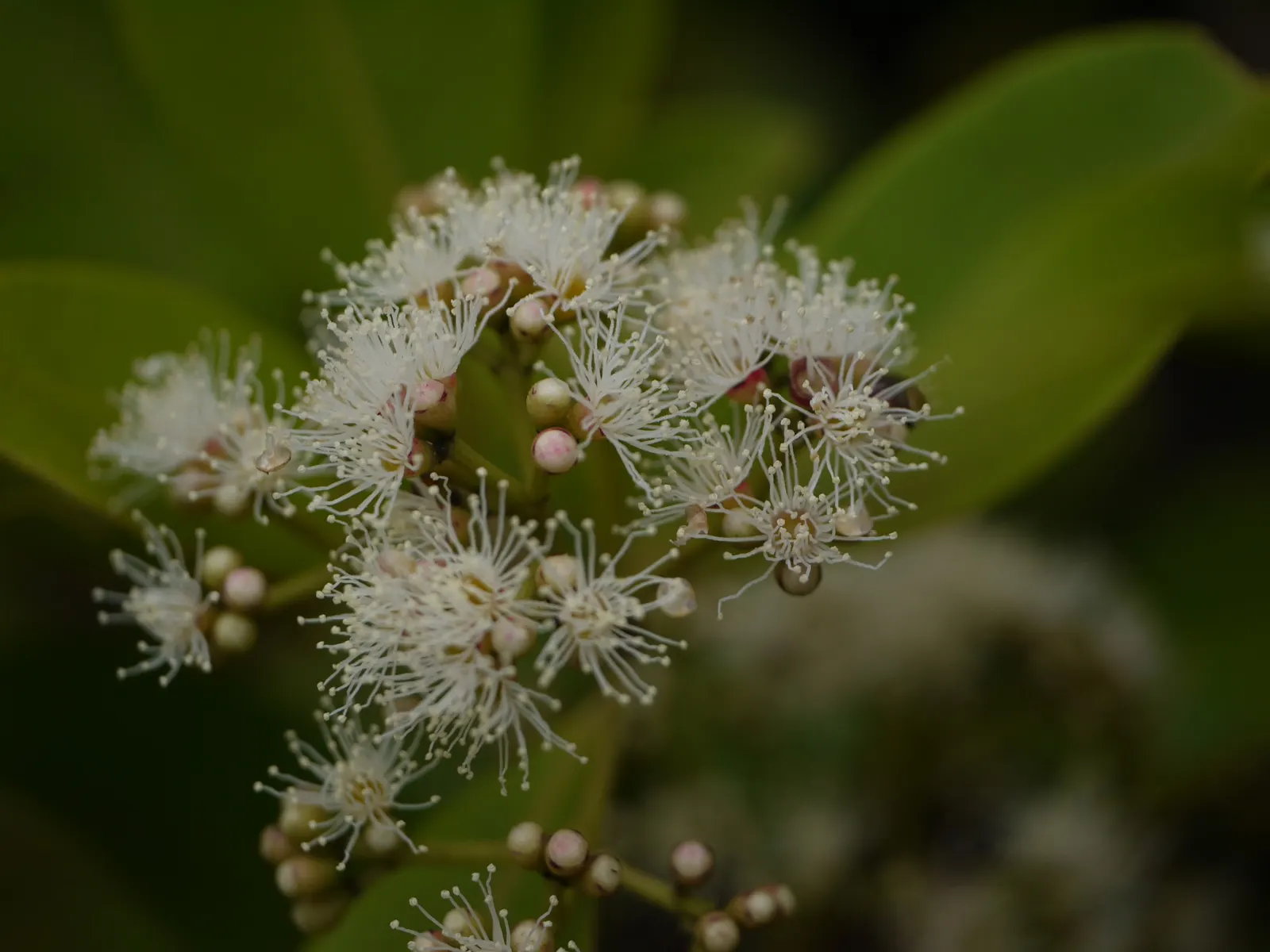 Indian Plum (Oemleria Cerasiformis) — It typically grows 5-20 feet tall and spreads 4-12 feet wide; the Indian Plum is dioecious