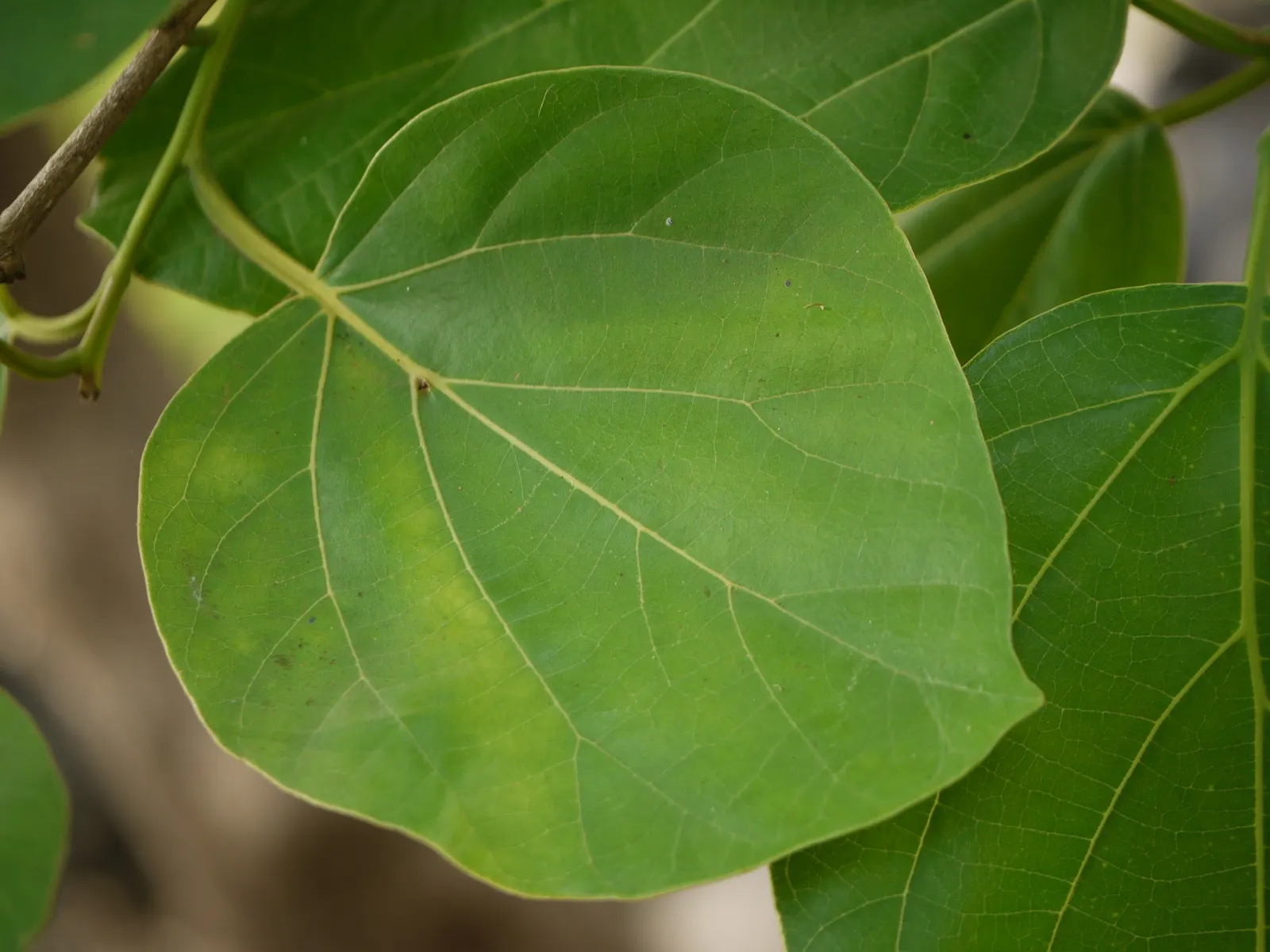 Indian Plum (Oemleria Cerasiformis) — Oemleria cerasiformis, commonly known as Indian Plum, is a deciduous shrub native to the Pacific Northwest, image 51