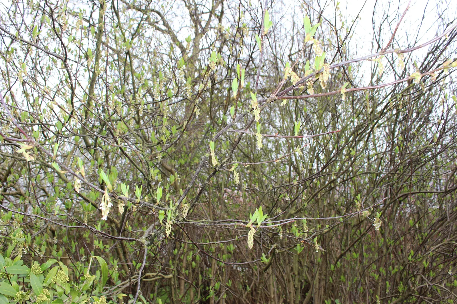 Indian Plum (Oemleria Cerasiformis) — Indian Plum provides excellent wildlife habitat and is ideal for naturalistic landscapes; celebrated for its early spring