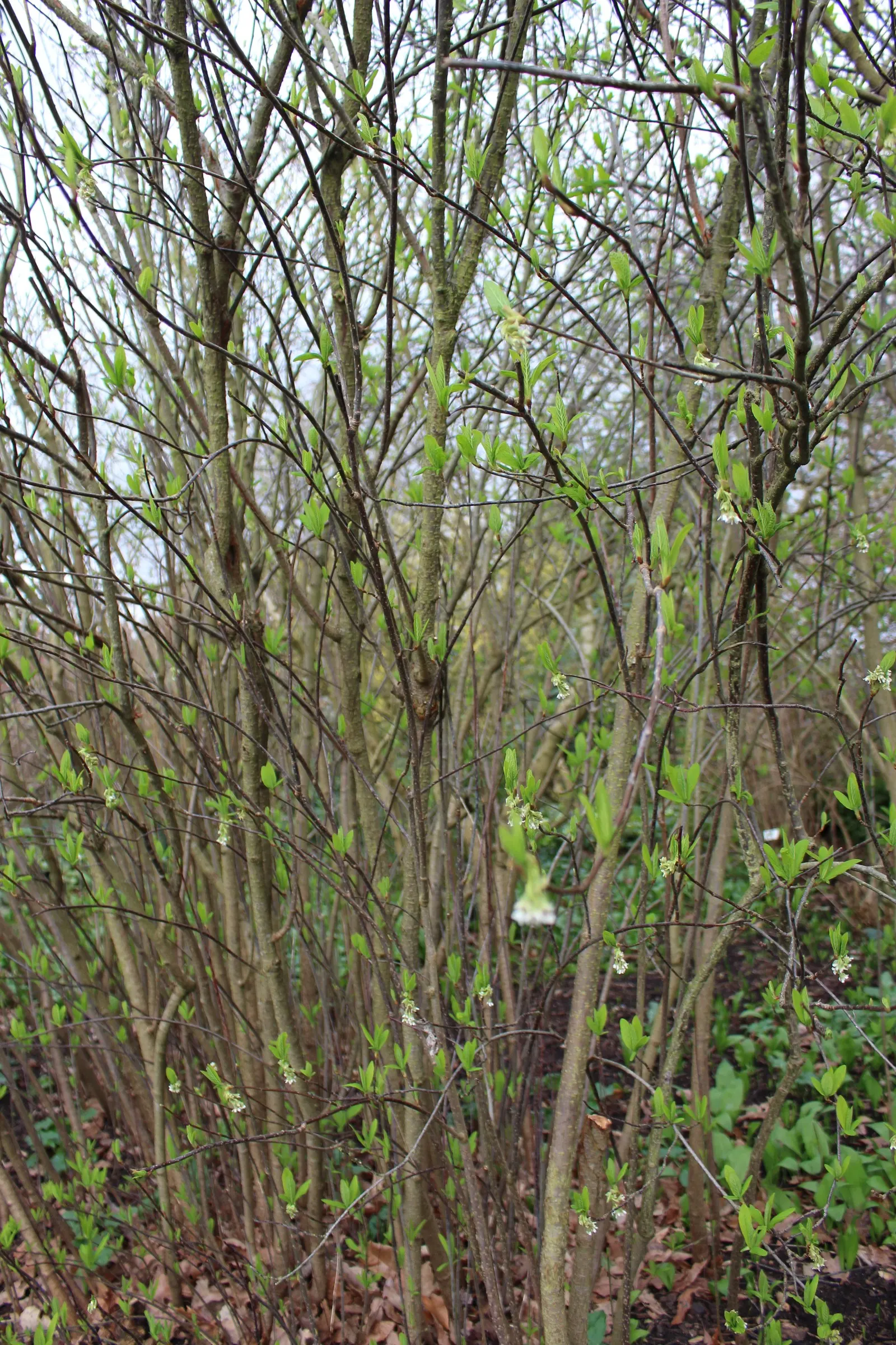 Indian Plum (Oemleria Cerasiformis) — It typically grows 5-20 feet tall and spreads 4-12 feet wide; the Indian Plum is dioecious, image 52