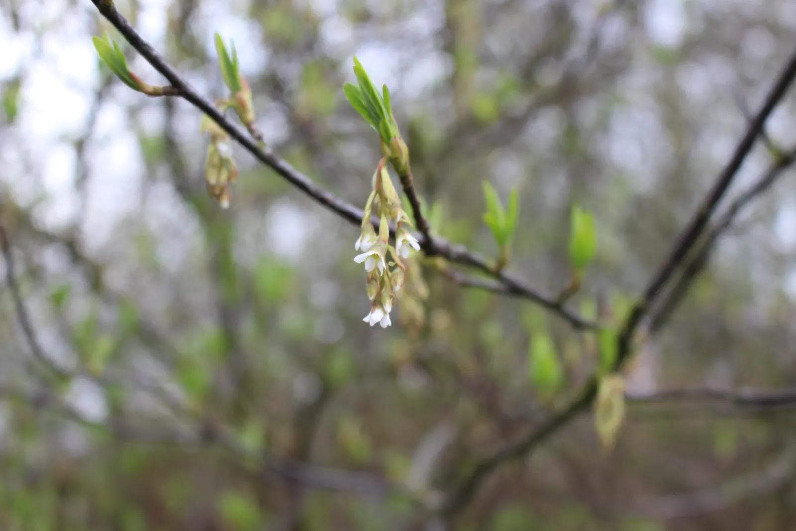Indian Plum (Oemleria Cerasiformis) — pendant clusters of flowers grace the bare branches by as early as February and persist into April; each flower measures