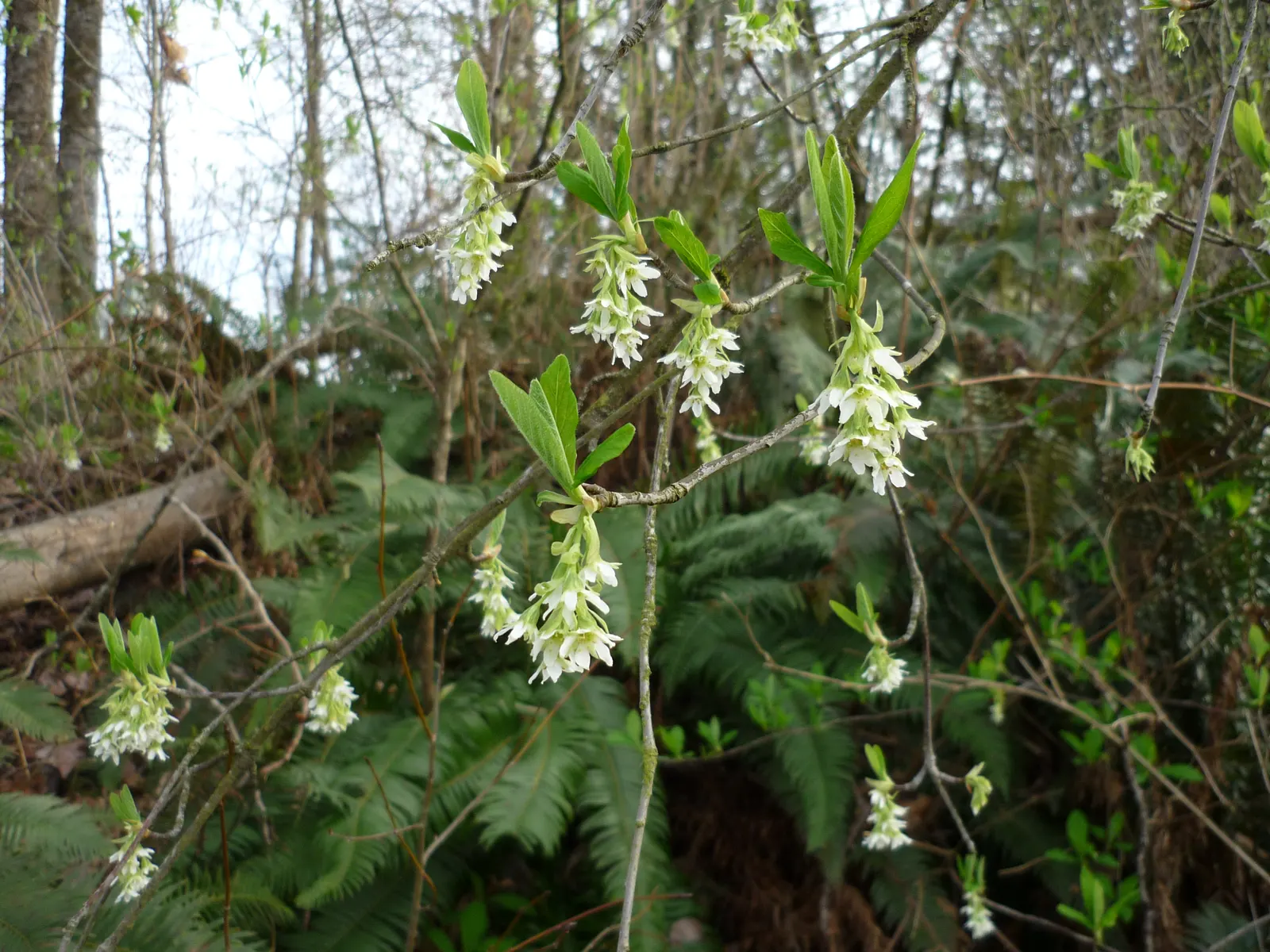 Indian Plum (Oemleria Cerasiformis) — It thrives in USDA zones 5-9, preferring partial to full sun and well-draining soil; shrub / tree for full or half