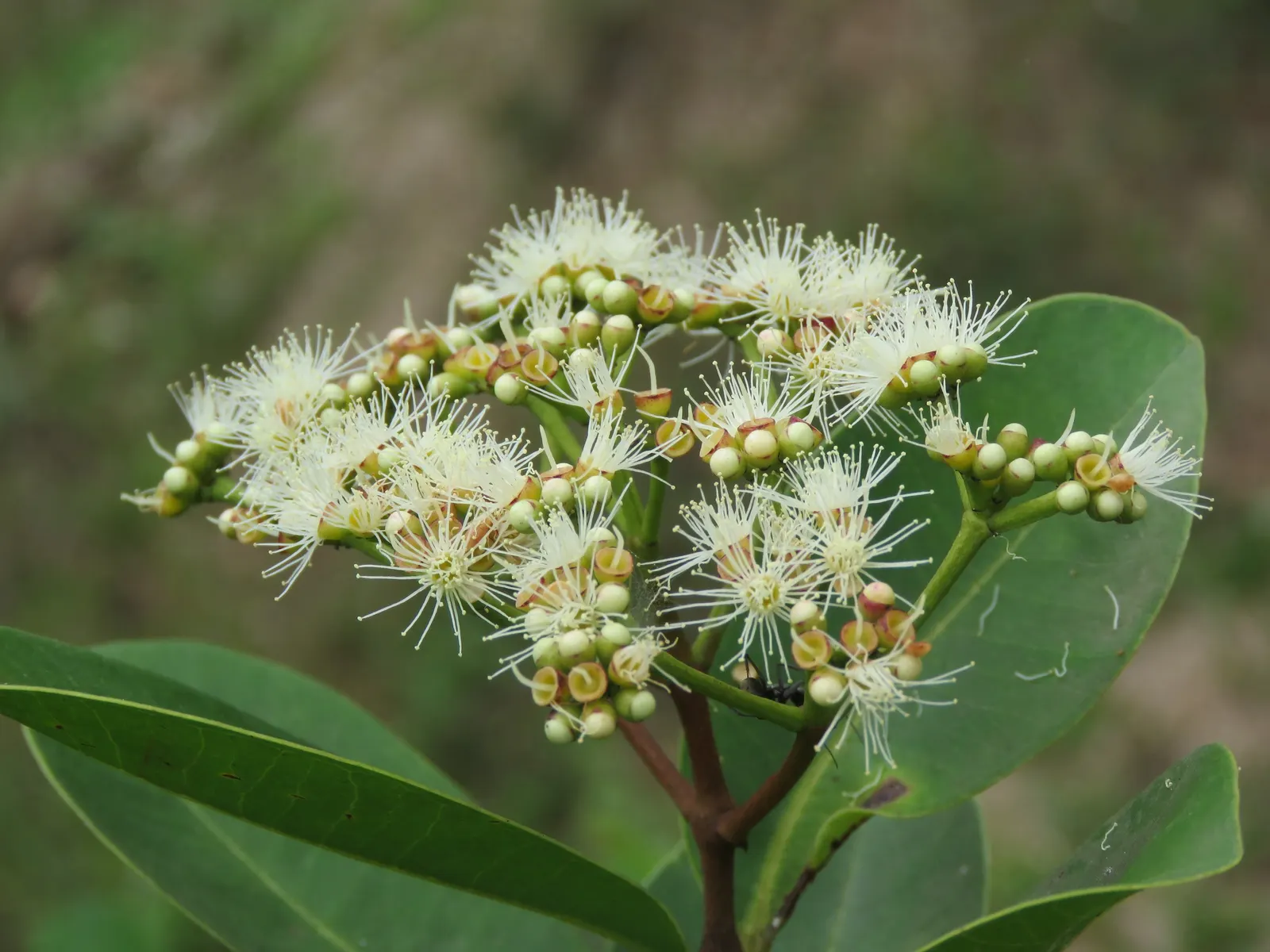 Indian Plum (Oemleria Cerasiformis) — white flowers in the garden; this shrub typically grows to a height of 5 to 15 feet, image 98