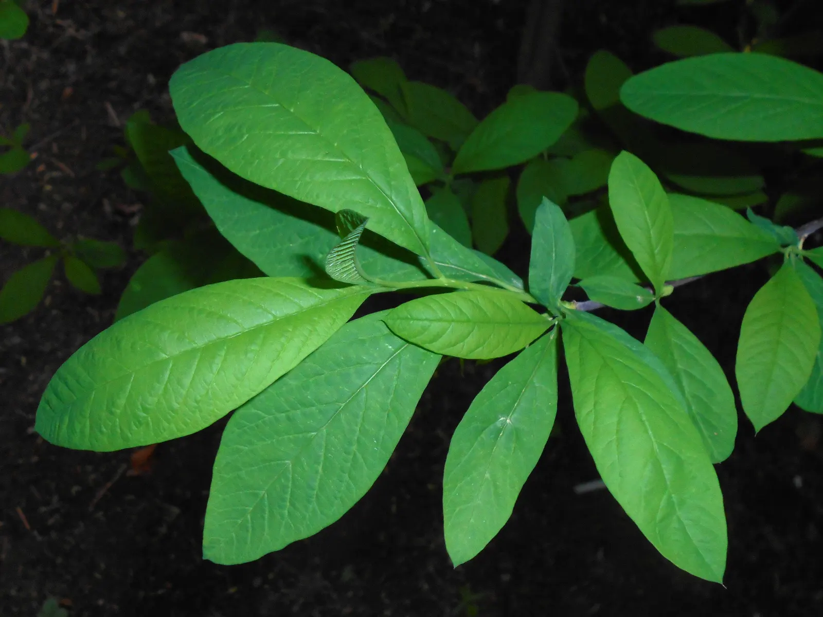 Indian Plum (Oemleria Cerasiformis) — both sexes must be present in the landscape.<br><br>The foliage is lance-shaped and bright green; they are, image 64