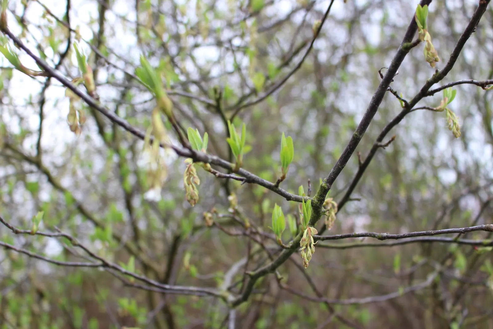 Indian Plum (Oemleria Cerasiformis) — the Indian Plum is dioecious; shrub / tree with white blooms, image 61