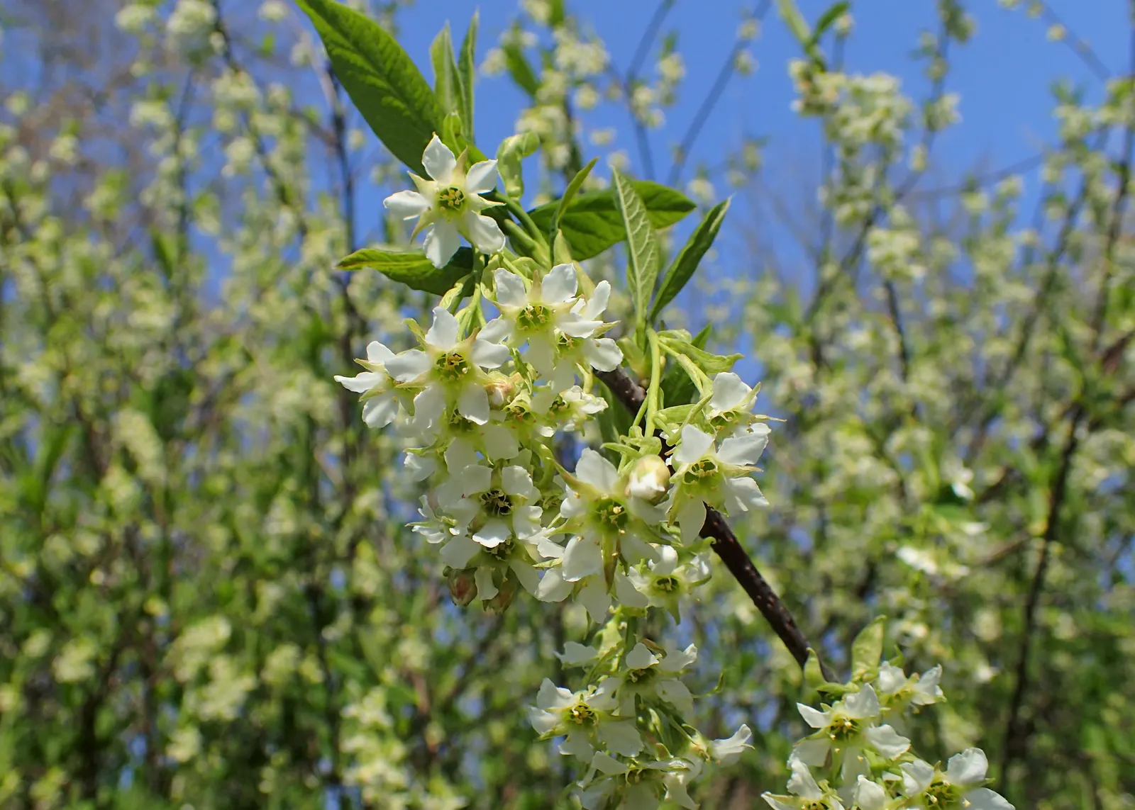 Indian Plum (Oemleria Cerasiformis) — the Indian Plum is dioecious; shrub / tree with white blooms