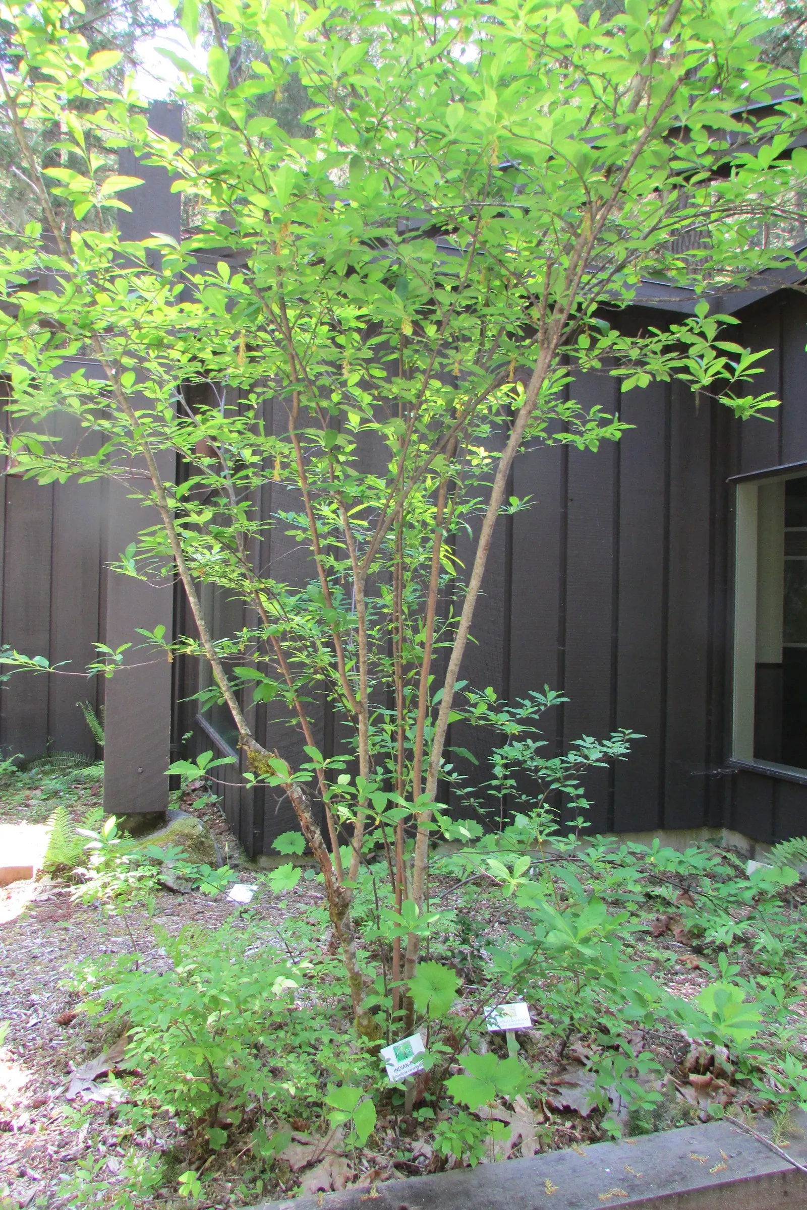 Indian Plum (Oemleria Cerasiformis) — It thrives in USDA zones 5-9, preferring partial to full sun and well-draining soil; shrub / tree for full or, image 79
